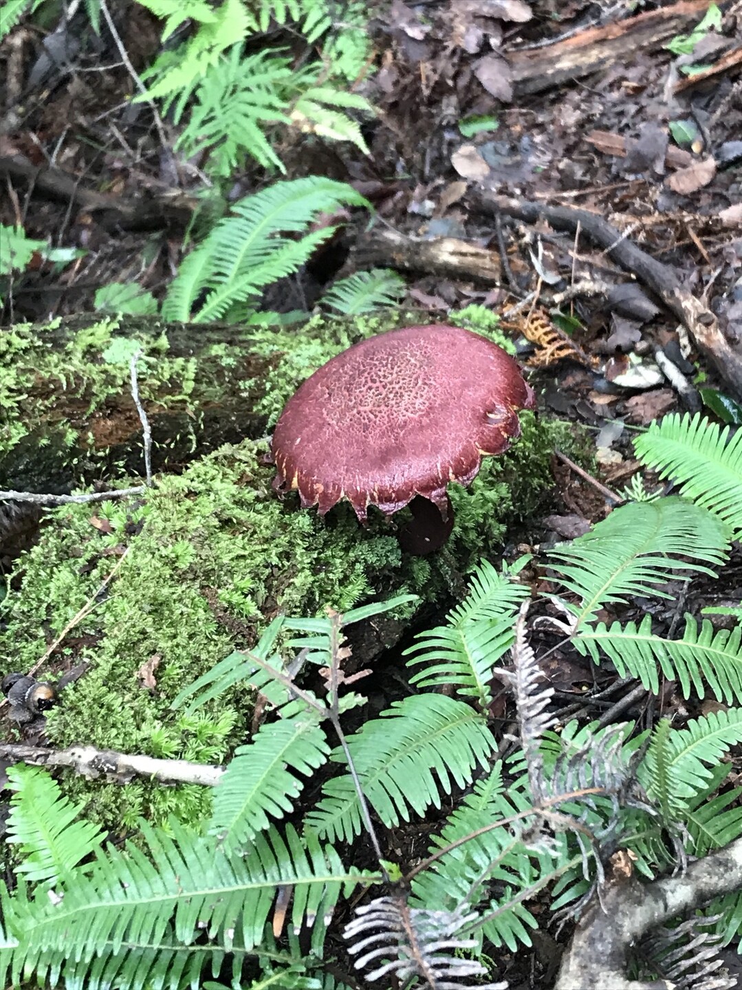 龍門山へ 赤いタマゴダケを見つけに 龍門山 飯盛山の写真2枚目 茶色いキノコ Yamap ヤマップ
