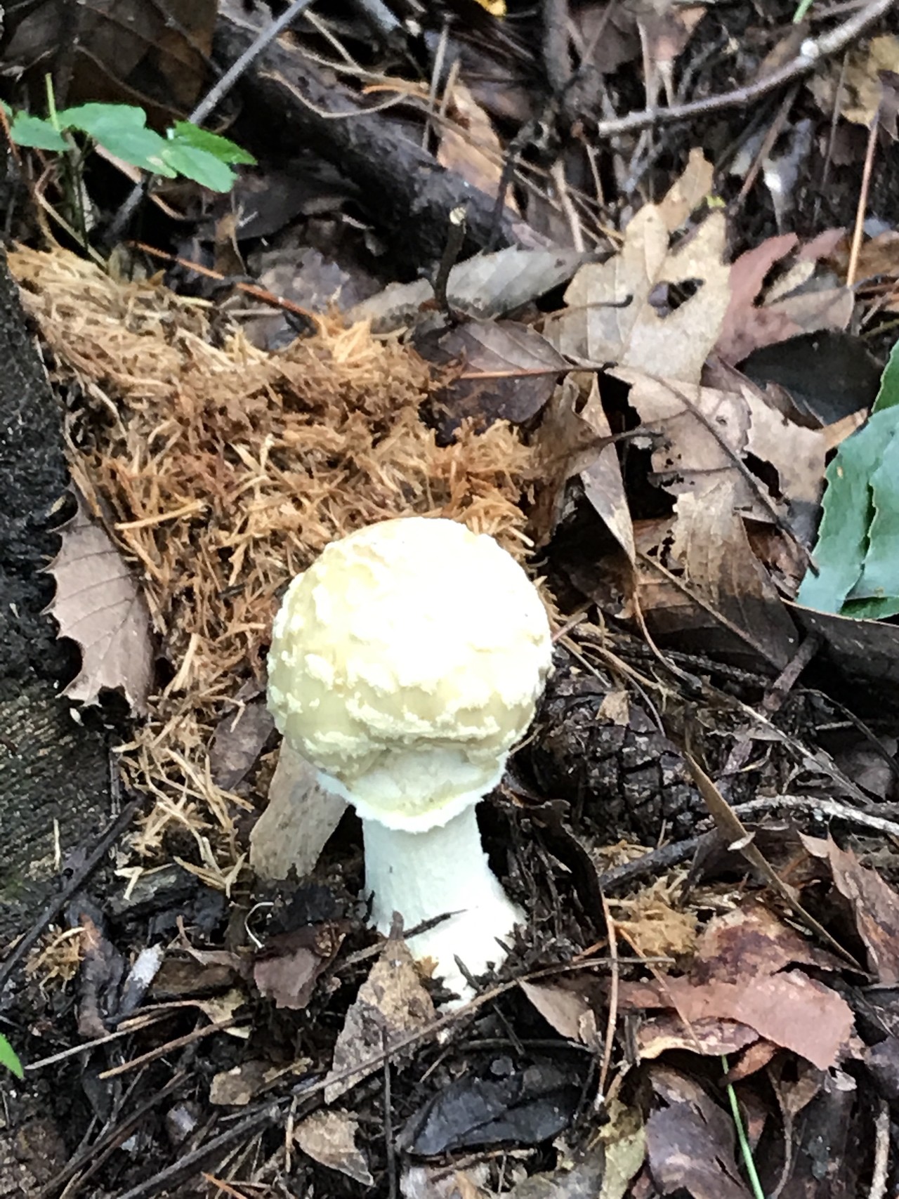 龍門山へ 赤いタマゴダケを見つけに デコさんの龍門山 飯盛山の活動日記 Yamap ヤマップ