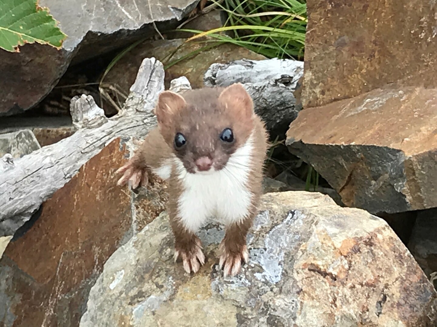 鋸岳に行ってきました Motogpさんの甲斐駒ヶ岳 日向山の活動日記 Yamap ヤマップ