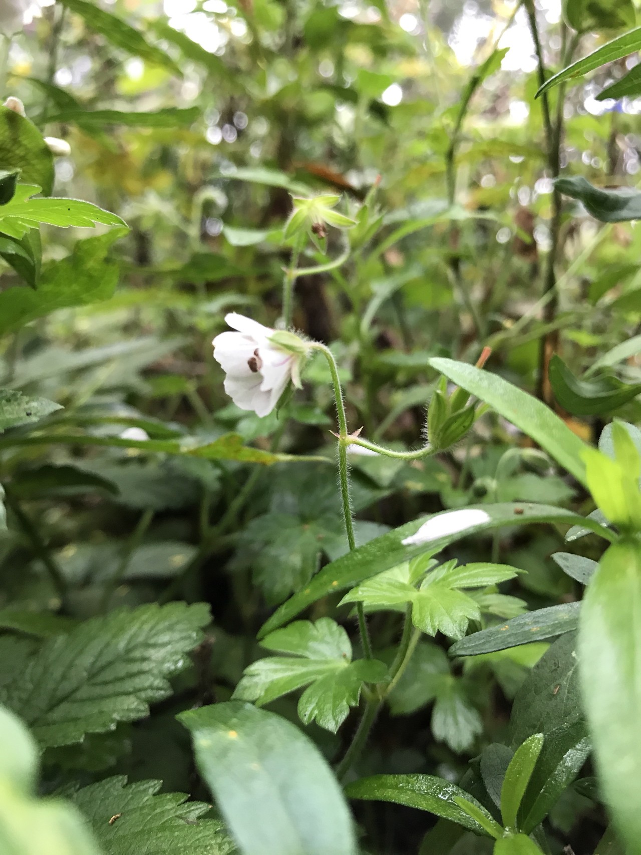 宝満山 お花 男子かぶれ えいじo Oさんの宝満山 三郡山 若杉山の活動日記 Yamap ヤマップ