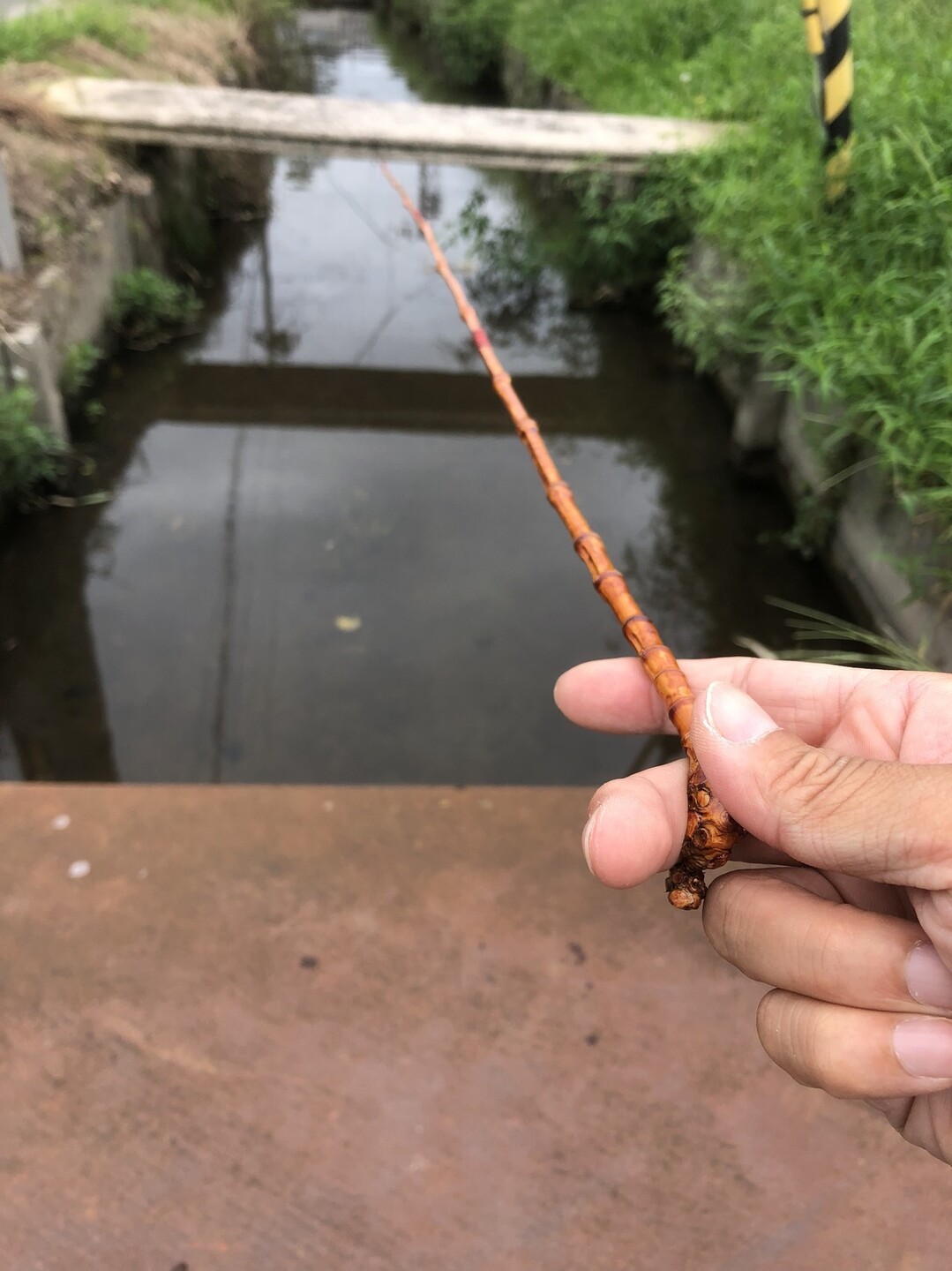 久しぶりの山登り 三上山へ よしぞうさんの三上山 鏡山の活動日記 Yamap ヤマップ