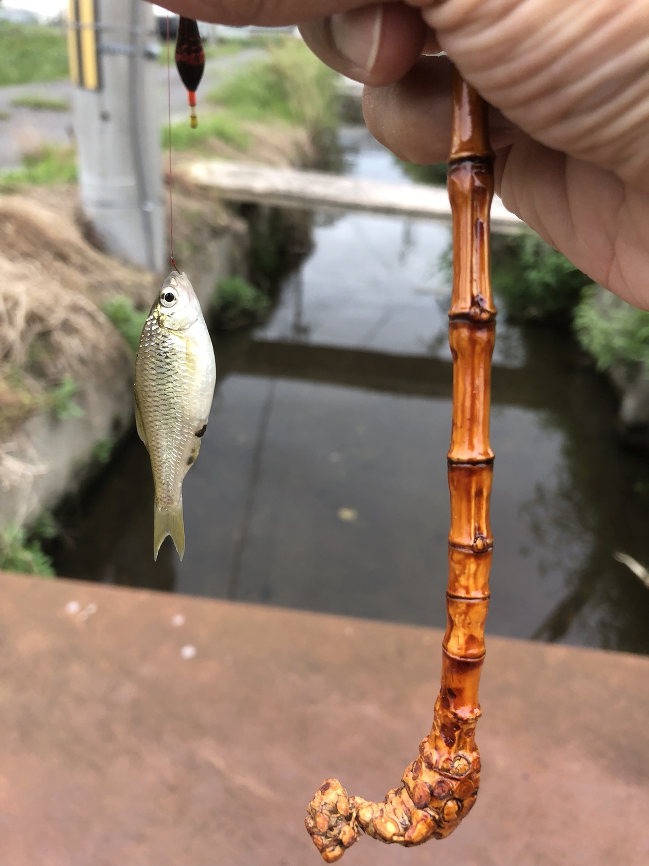 久しぶりの山登り 三上山へ よしぞうさんの三上山 鏡山の活動日記 Yamap ヤマップ