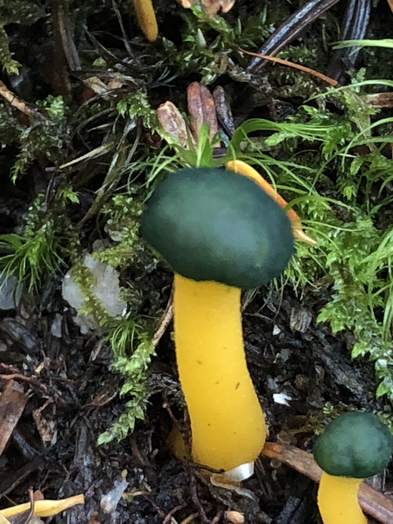 霧雨の燕岳 キノコ だらけ 縦走断念 早朝下山 グルートさんの常念岳 大天井岳 燕岳の活動データ Yamap ヤマップ