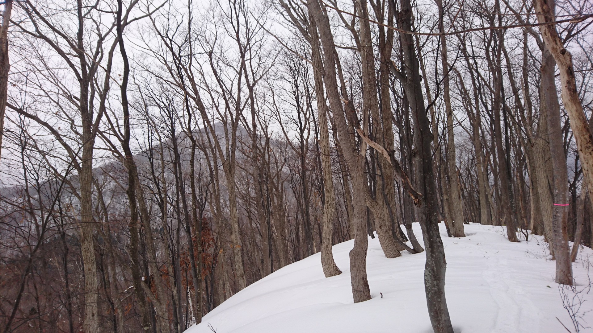 藤野k2 野々沢山 で藤野6山完登 Yamap ヤマップ
