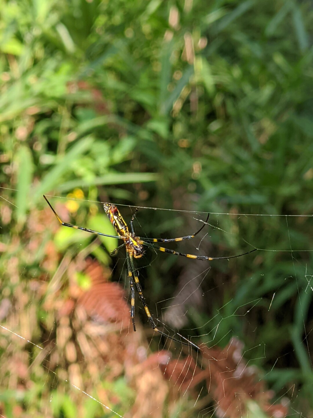 助手席一番乗りに釣って菩堤寺山へ 菩提寺山 滋賀県 の写真25枚目 かわいい蜘蛛の巣じゃない こいつがつ Yamap ヤマップ