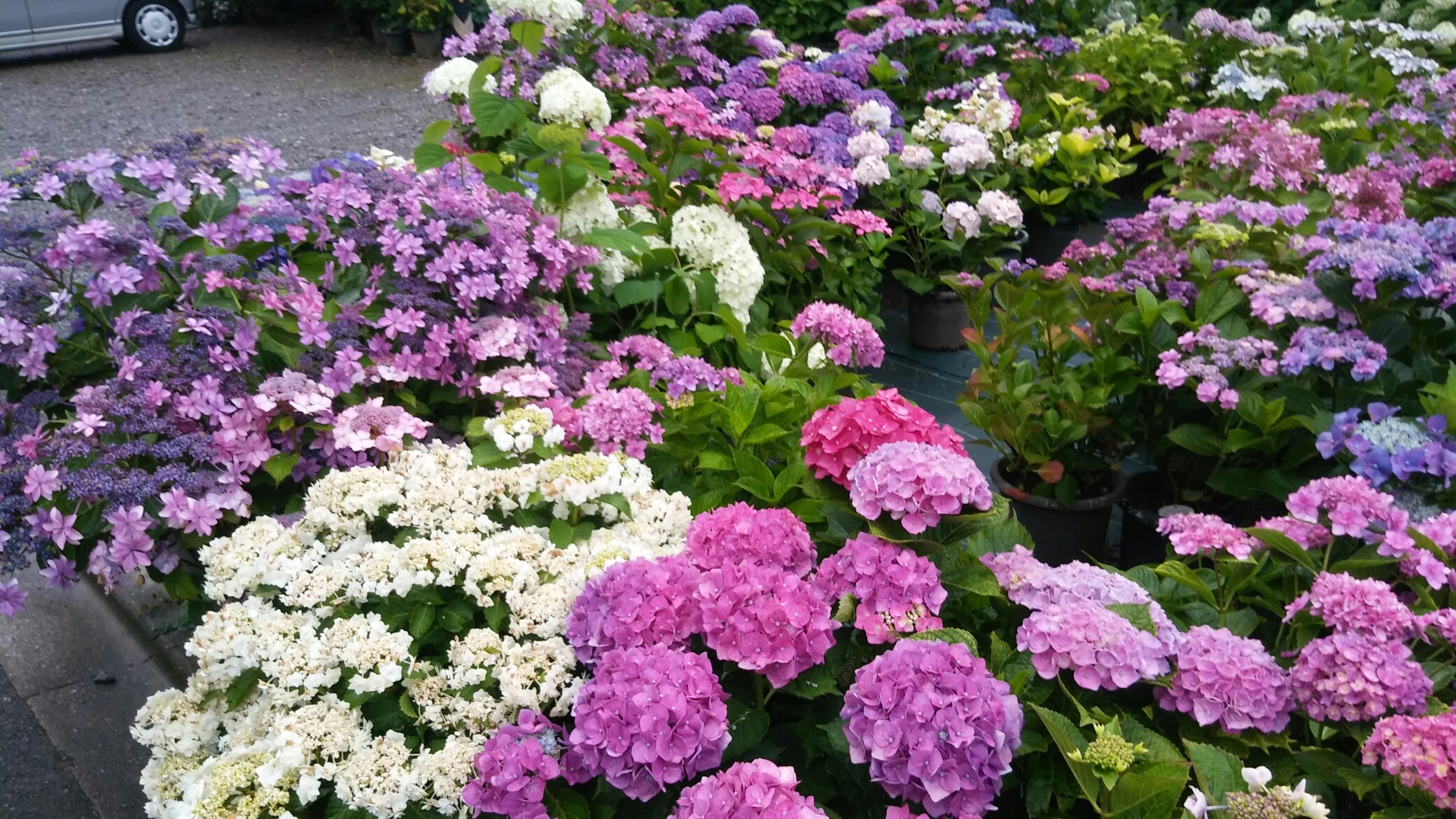 今年も紫陽花開花 船橋市 06 14 忠ちゃん むっちゃんさんの八千代市の活動データ Yamap ヤマップ