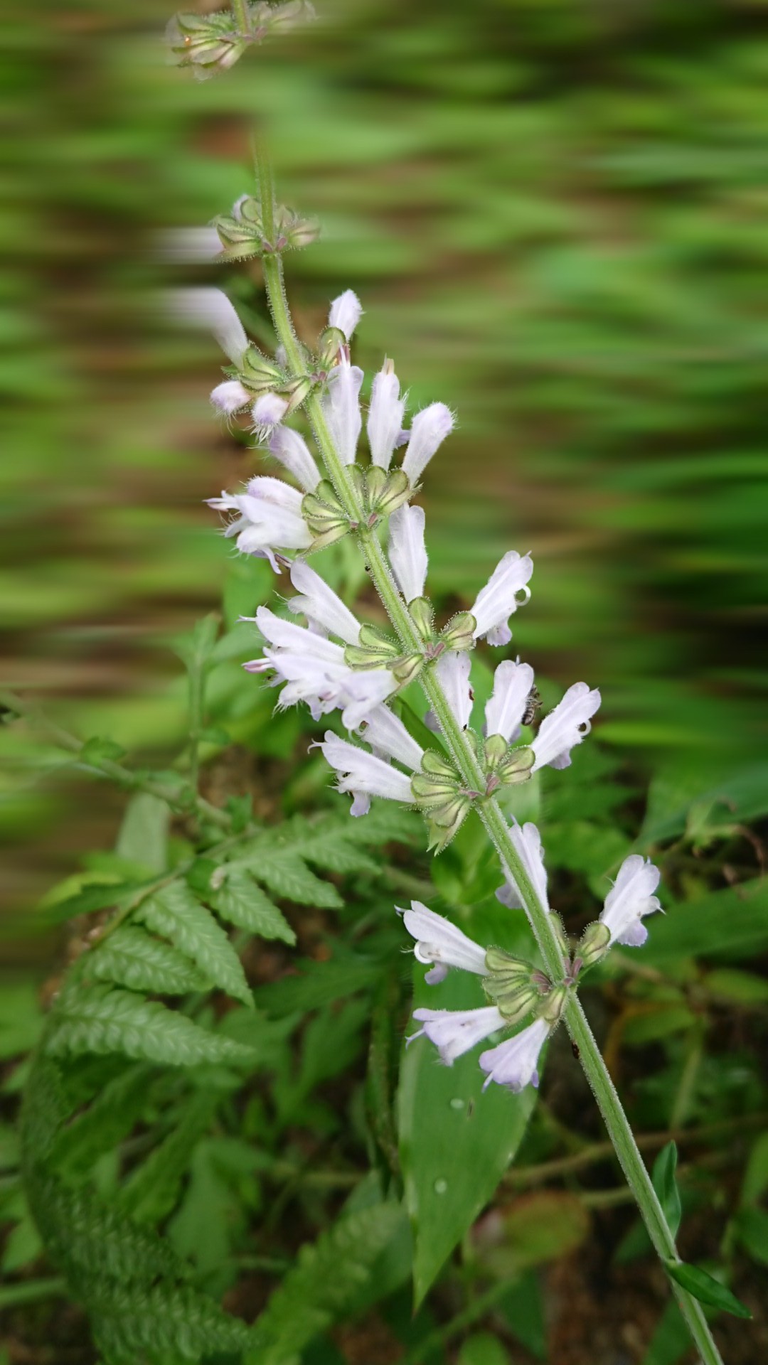 自然保護センター 種松山野草園の花々 奏龍さんの妙見山 美作市 の活動日記 Yamap ヤマップ