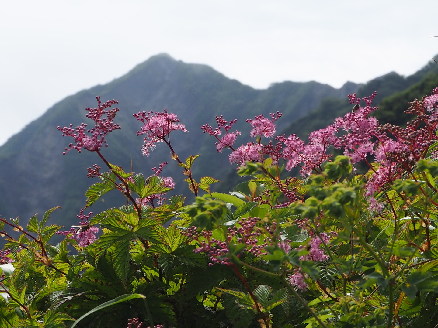 伯耆大山 夏の花に癒されて 大山 甲ヶ山 野田ヶ山の写真11枚目 夏 花盛り Yamap ヤマップ