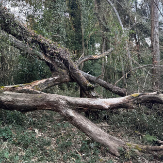 船塚山 倒木有り