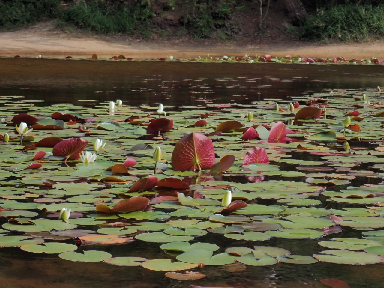 睡蓮の葉の裏が赤かった Narahana9さんの六甲山 長峰山 摩耶山の活動データ Yamap ヤマップ