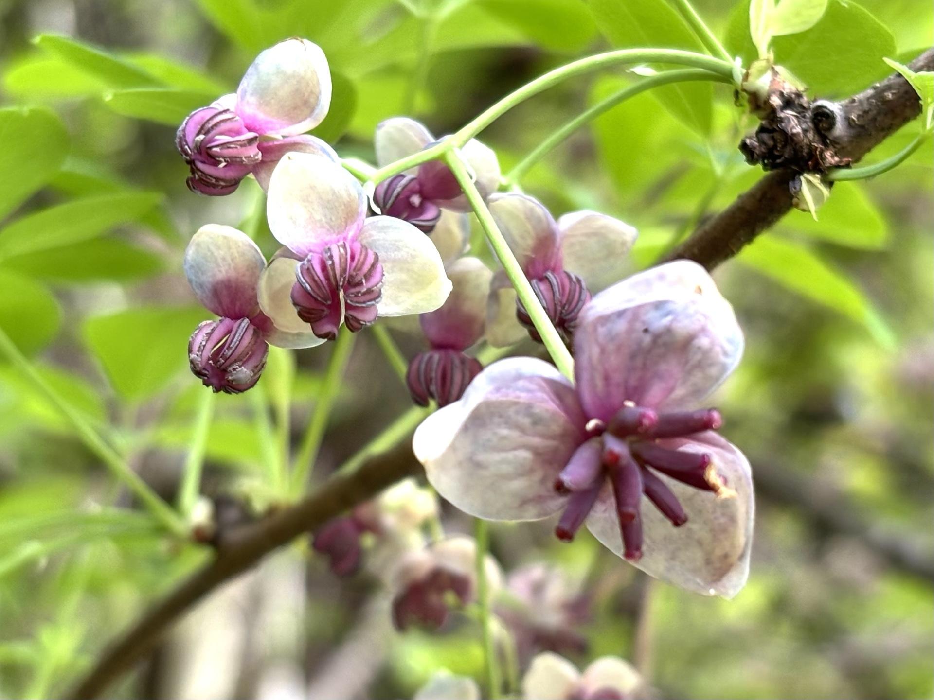 アケビの花が咲いていた。アケビは雄花と雌... / タケミさんのモーメント | YAMAP / ヤマップ