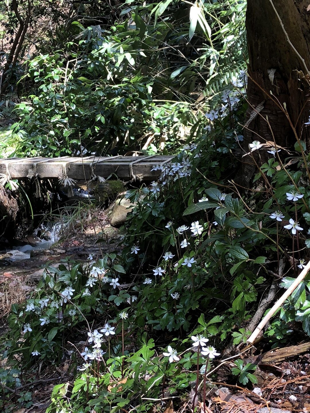 山門水源の森 / sachiさんの東ヶ谷山・山門水源の森の活動データ | YAMAP / ヤマップ