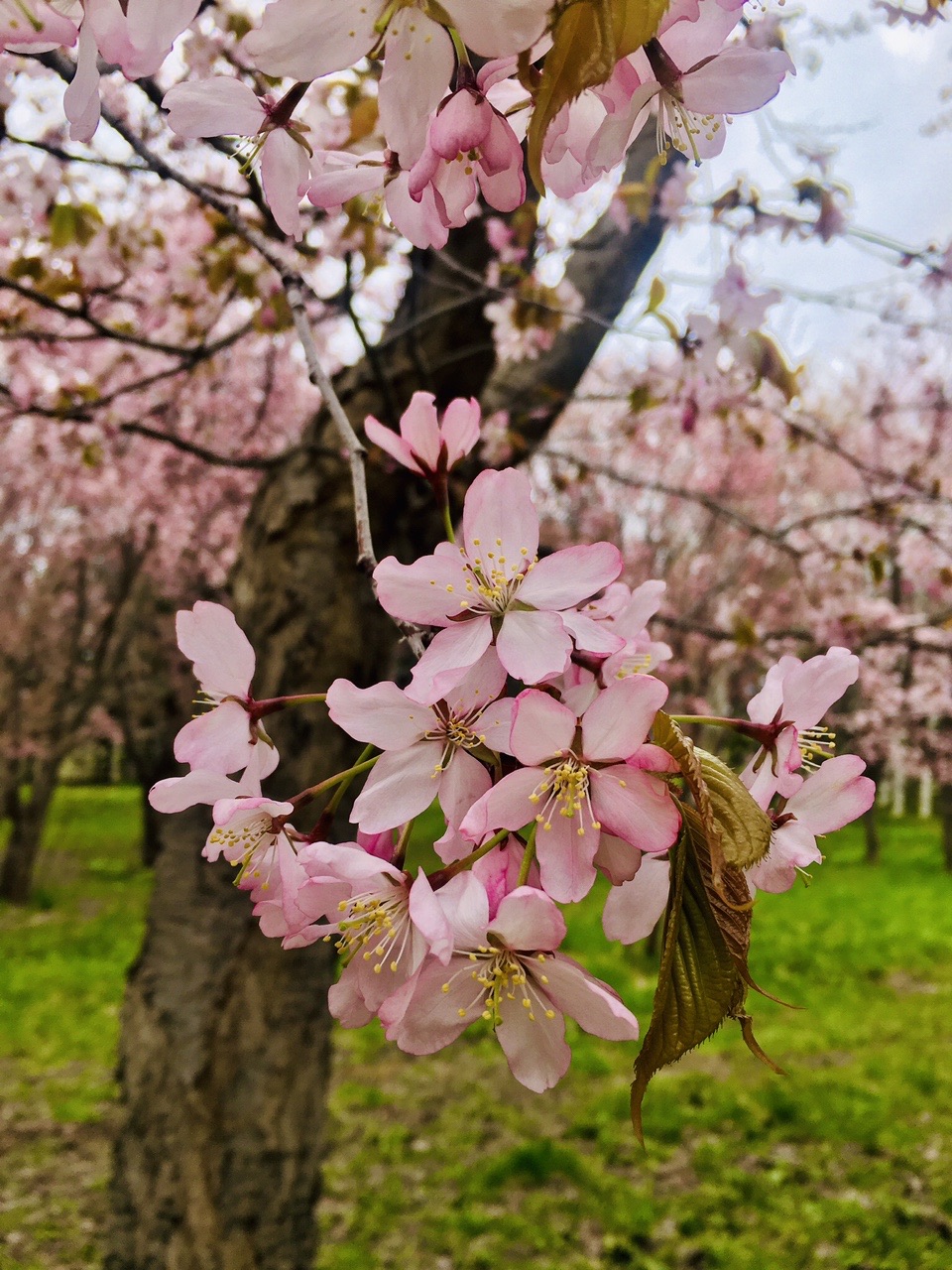 桜満開 モエレ沼公園ウォーキング はやっしーさんの札幌市の活動データ Yamap ヤマップ