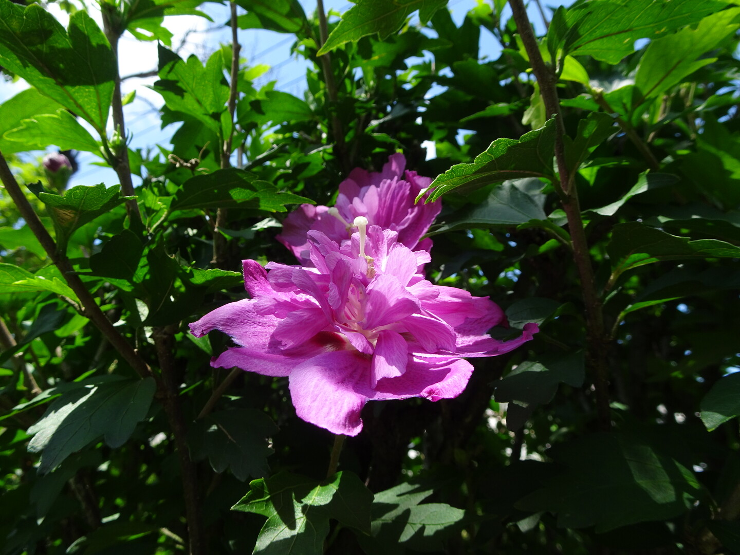 諏訪ヶ岳 川崎市の写真23枚目 ムクゲ 花期7 10月 芙蓉に似た5 1 Yamap ヤマップ