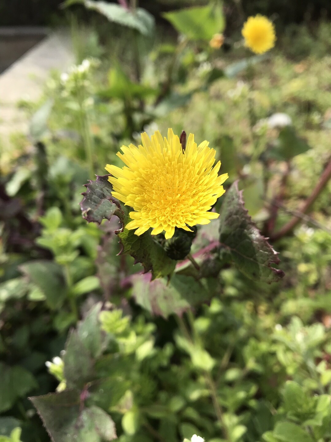 春の花を探して枡形山 生田緑地へ 国分寺市の写真3枚目 ノゲシ 花期は4 10月 タンポポのよう Yamap ヤマップ