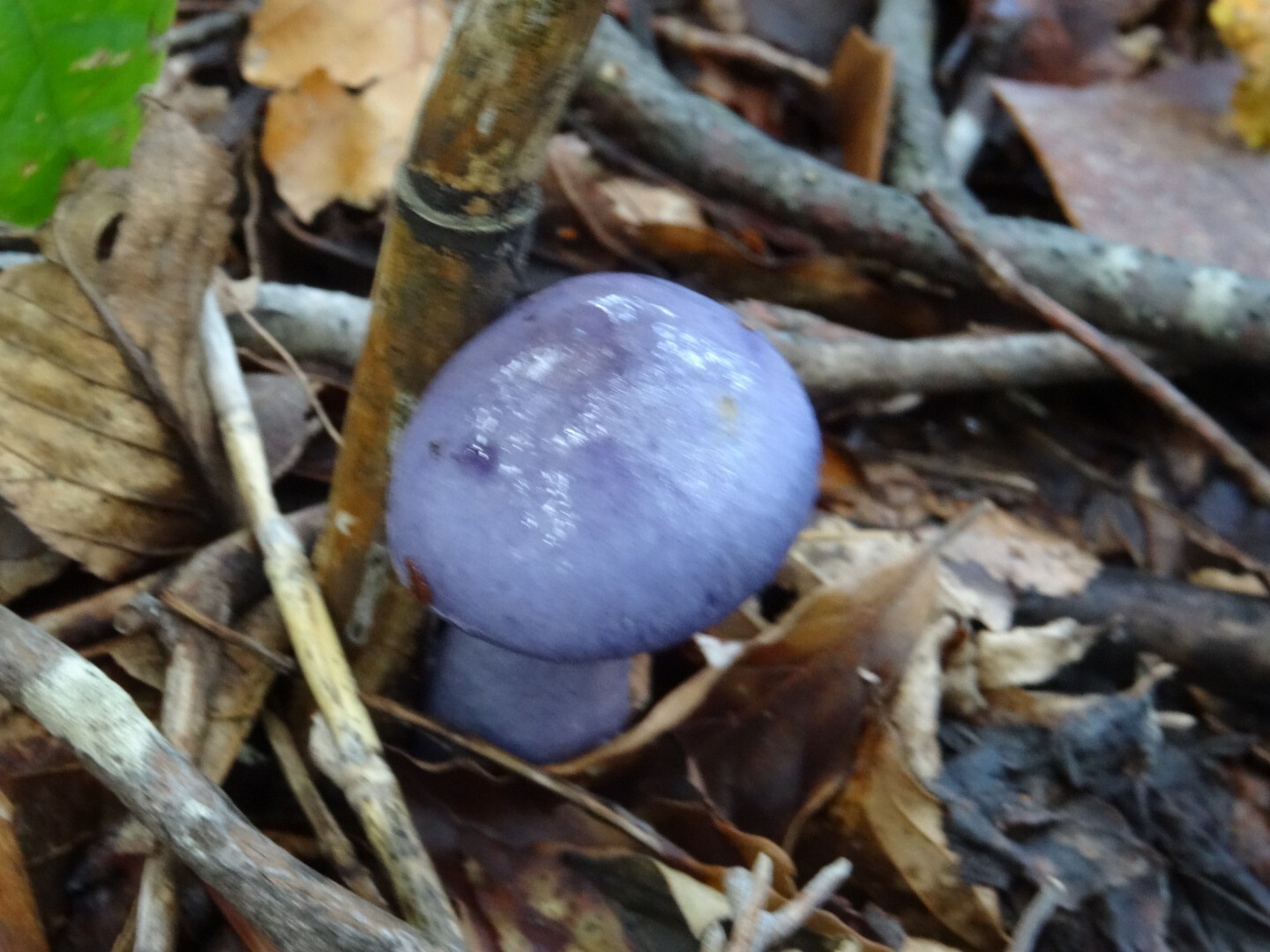 赤面山 沢と風とキノコ 休憩者さんの茶臼岳 那須岳 三本槍岳 赤面山の活動日記 Yamap ヤマップ