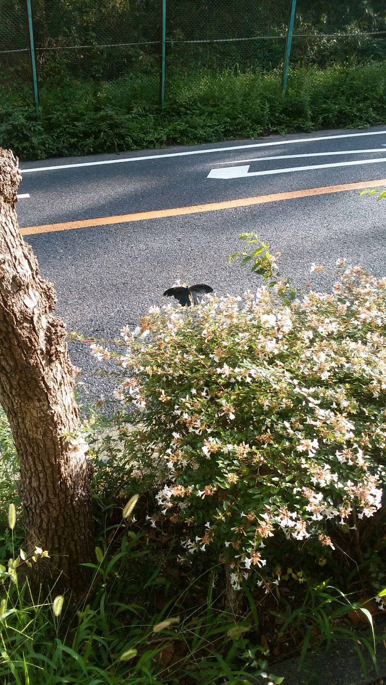 樫ヶ峰ピストン リュウイーソーさんの六甲山 長峰山 摩耶山の活動日記 Yamap ヤマップ
