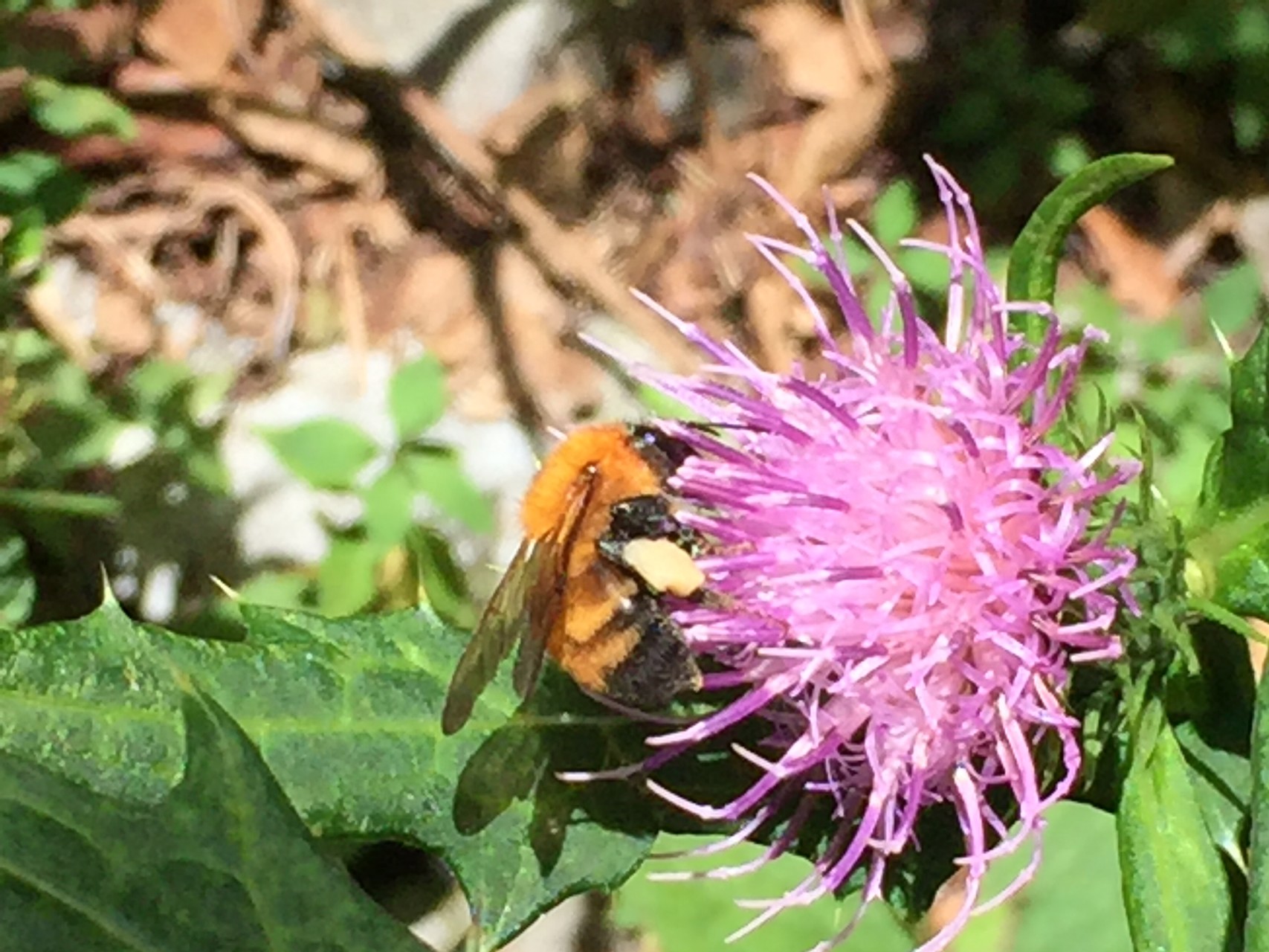 秋の霧立越 花散策 とっこさんの九州脊梁山脈トレイルラン In 山都町の活動日記 Yamap ヤマップ