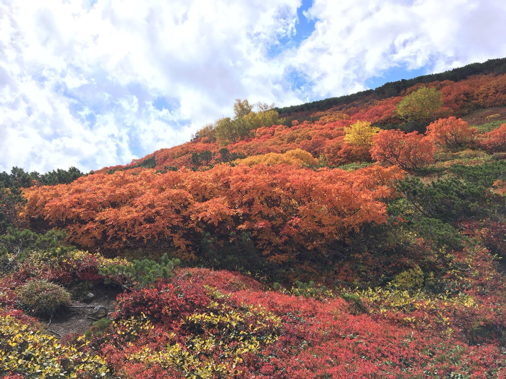 銀泉台から赤岳紅葉日帰り しもまっちさんの大雪山系 旭岳 トムラウシの活動データ Yamap ヤマップ