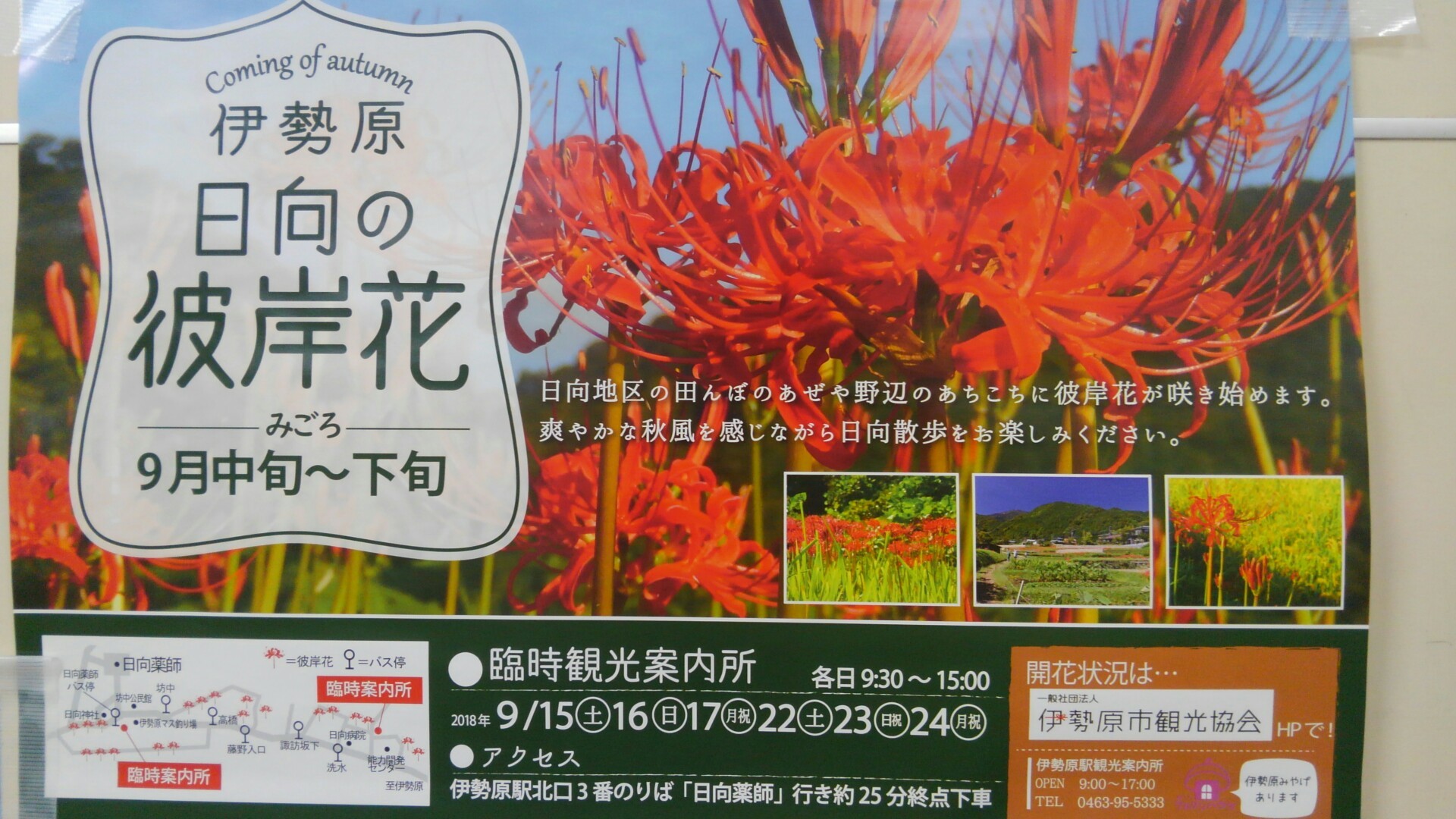 日向薬師の彼岸花を取材 登山口 かおりさんの大山 神奈川県 の活動データ Yamap ヤマップ