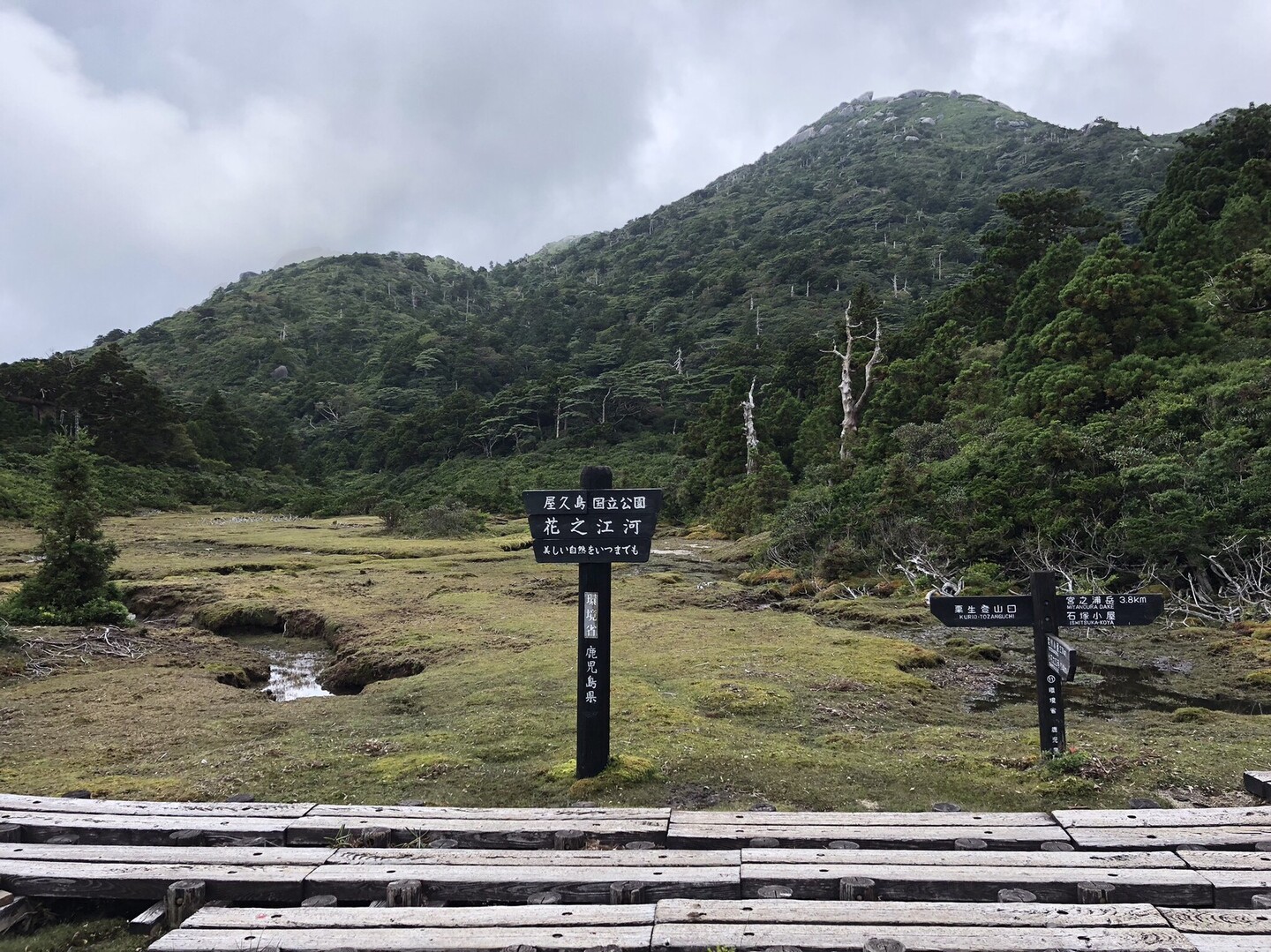 屋久島 花之江河から黒味岳をのぞむ ぴよぴよさんの屋久島 宮之浦岳の活動データ Yamap ヤマップ