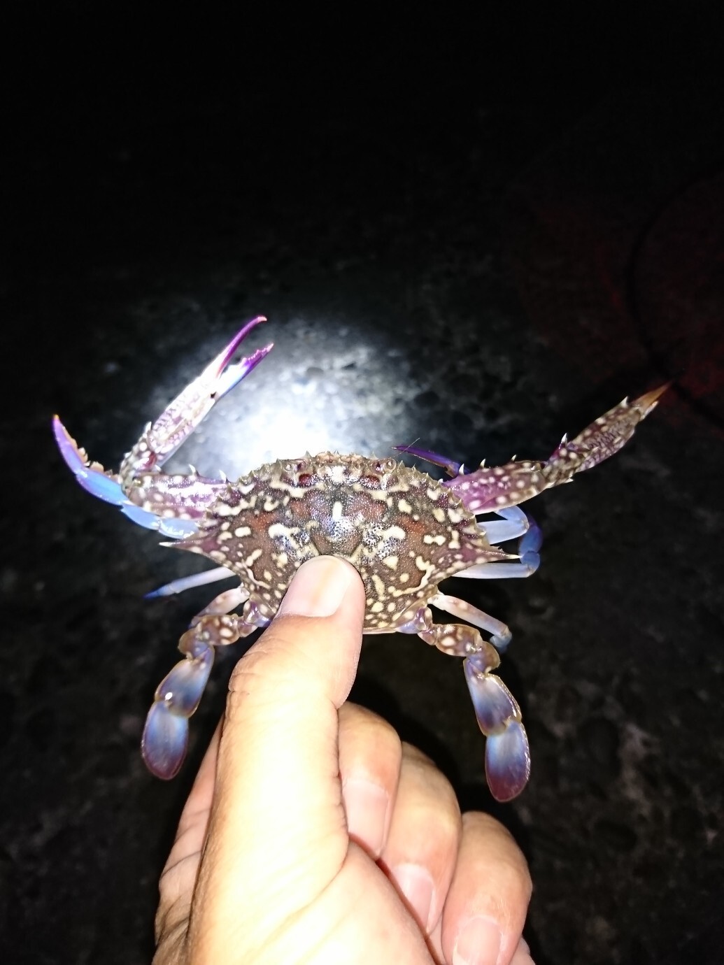 かにカニ蟹 知多半島 任坊山 本宮山 鍋山 の写真3枚目 何時もの場所に移動 小さいワタリガニが泳 Yamap ヤマップ