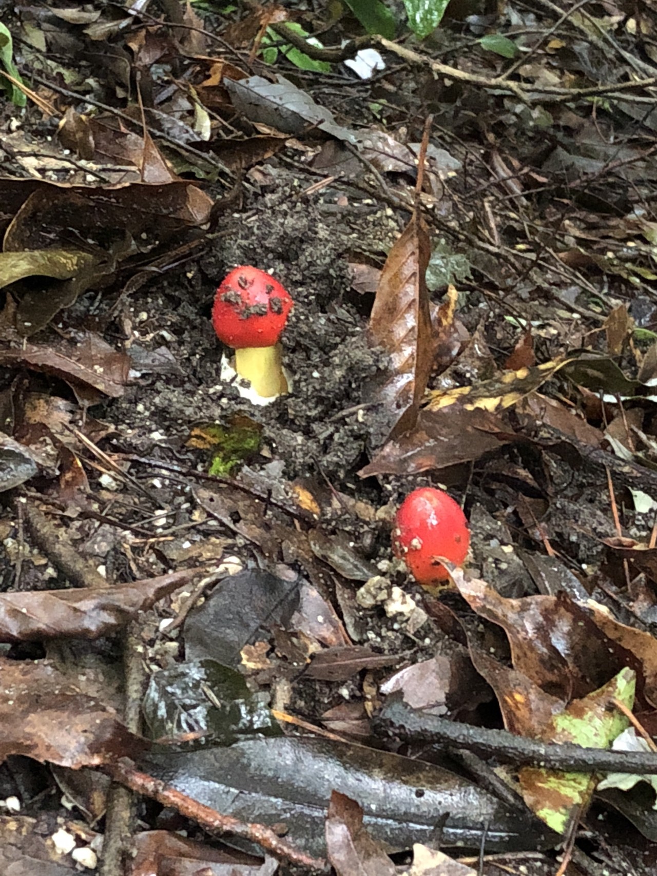 初めての猿投山はやっぱりきのこのお山でした ゆうさんの猿投山 物見山の活動日記 Yamap ヤマップ