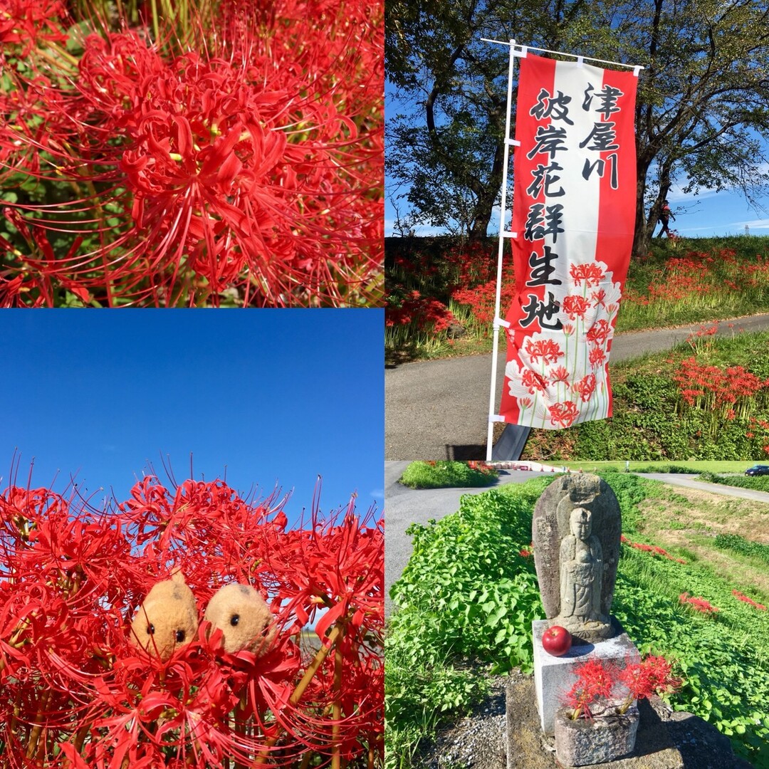 津屋川、ひがん花まつり / うりやまさんの養老山・笙ヶ岳・三方山の活動日記 YAMAP / ヤマップ