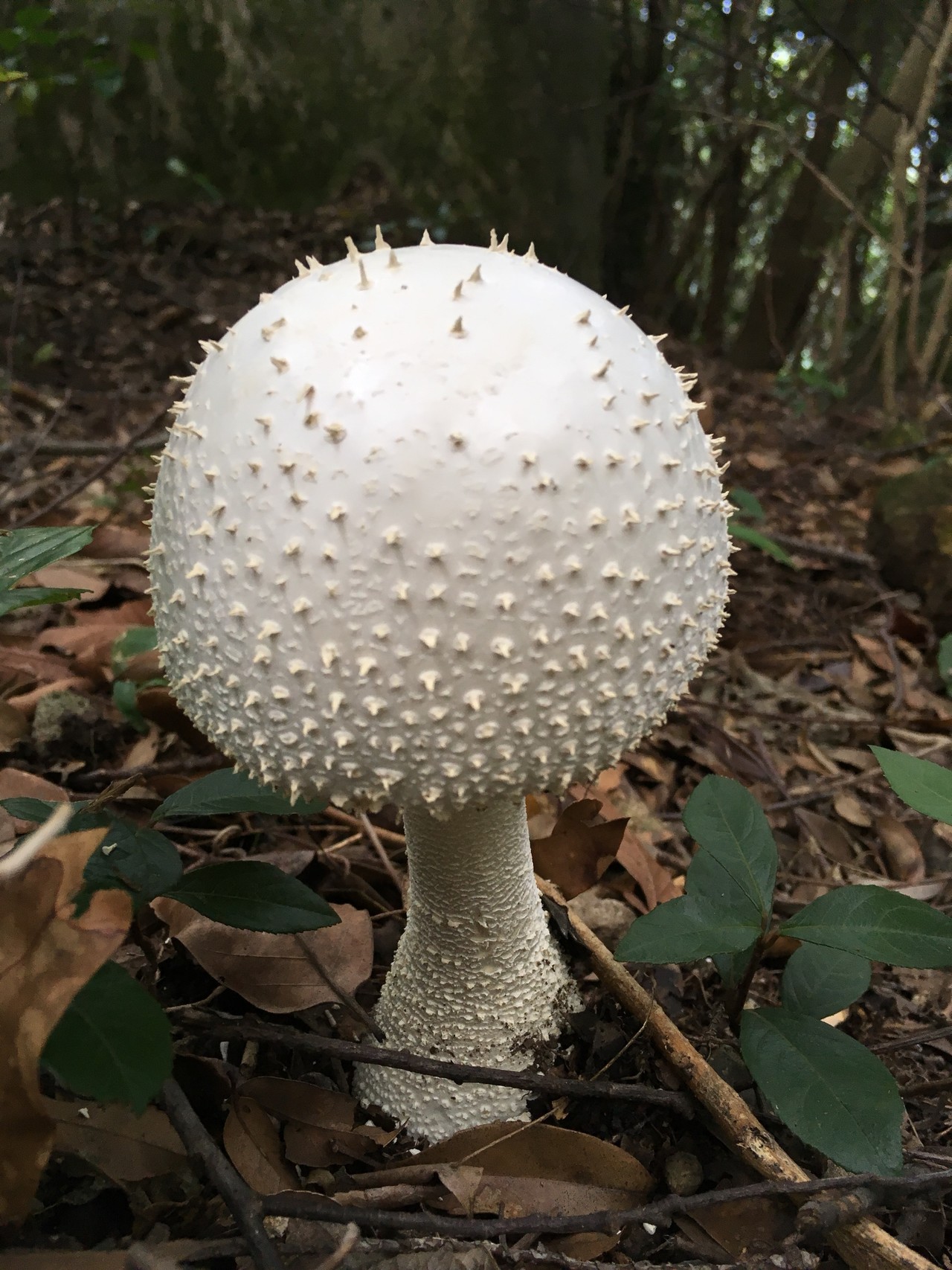 長崎 矢上普賢岳 行仙岳 仏様と 面白いキノコ達 鯖男さんの矢上普賢岳 行仙岳の活動日記 Yamap ヤマップ