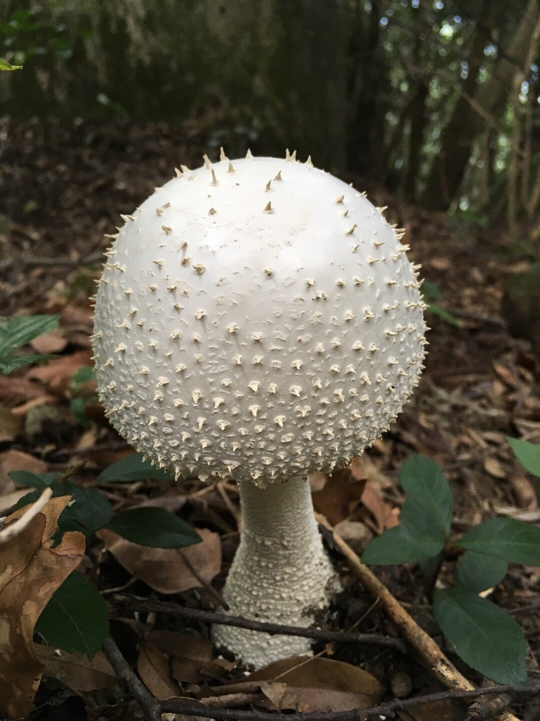 長崎 矢上普賢岳 行仙岳 仏様と 面白いキノコ達 矢上普賢岳 行仙岳の写真44枚目 うっとり Yamap ヤマップ