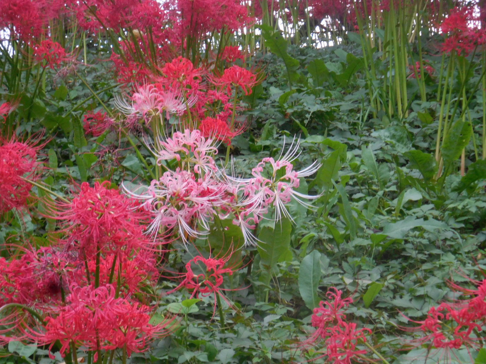 彼岸花 曼珠沙華 ナンバー２の群生地も埼玉県 幸手市権現堂公園 にいにさんの幸手市の活動データ Yamap ヤマップ
