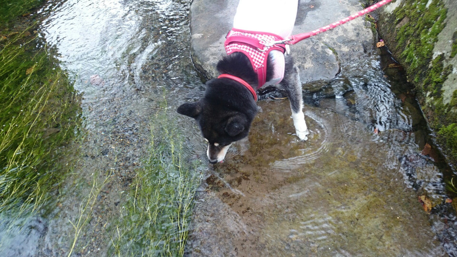 犬と山歩 さんぽ 醒ヶ井宿 たまじーさんの中山道 関ヶ原宿 柏原宿 醒井宿 の活動データ Yamap ヤマップ