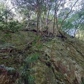 岩から木が生えてる😳