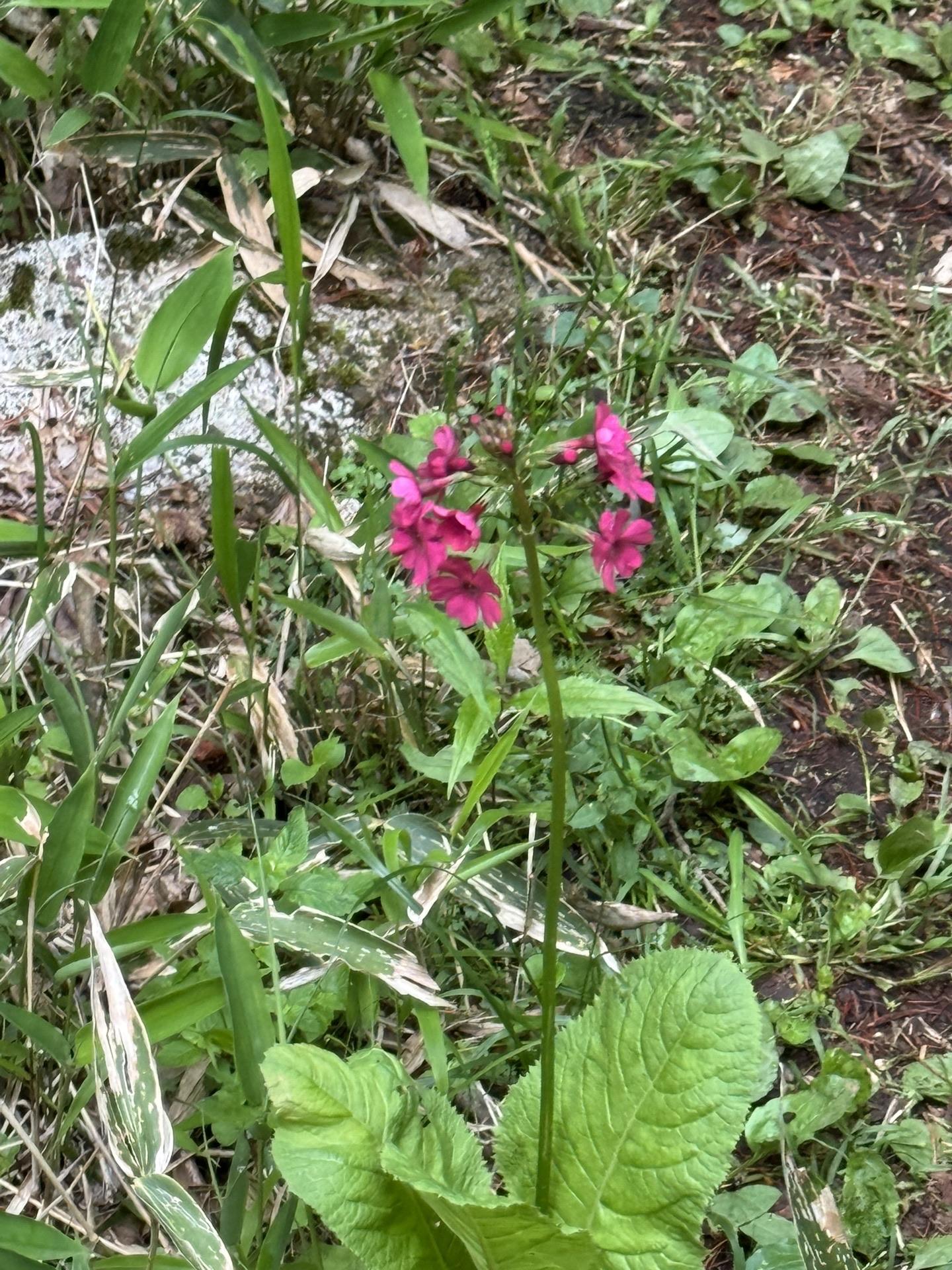 皇海山・袈裟丸山・庚申山 🌸