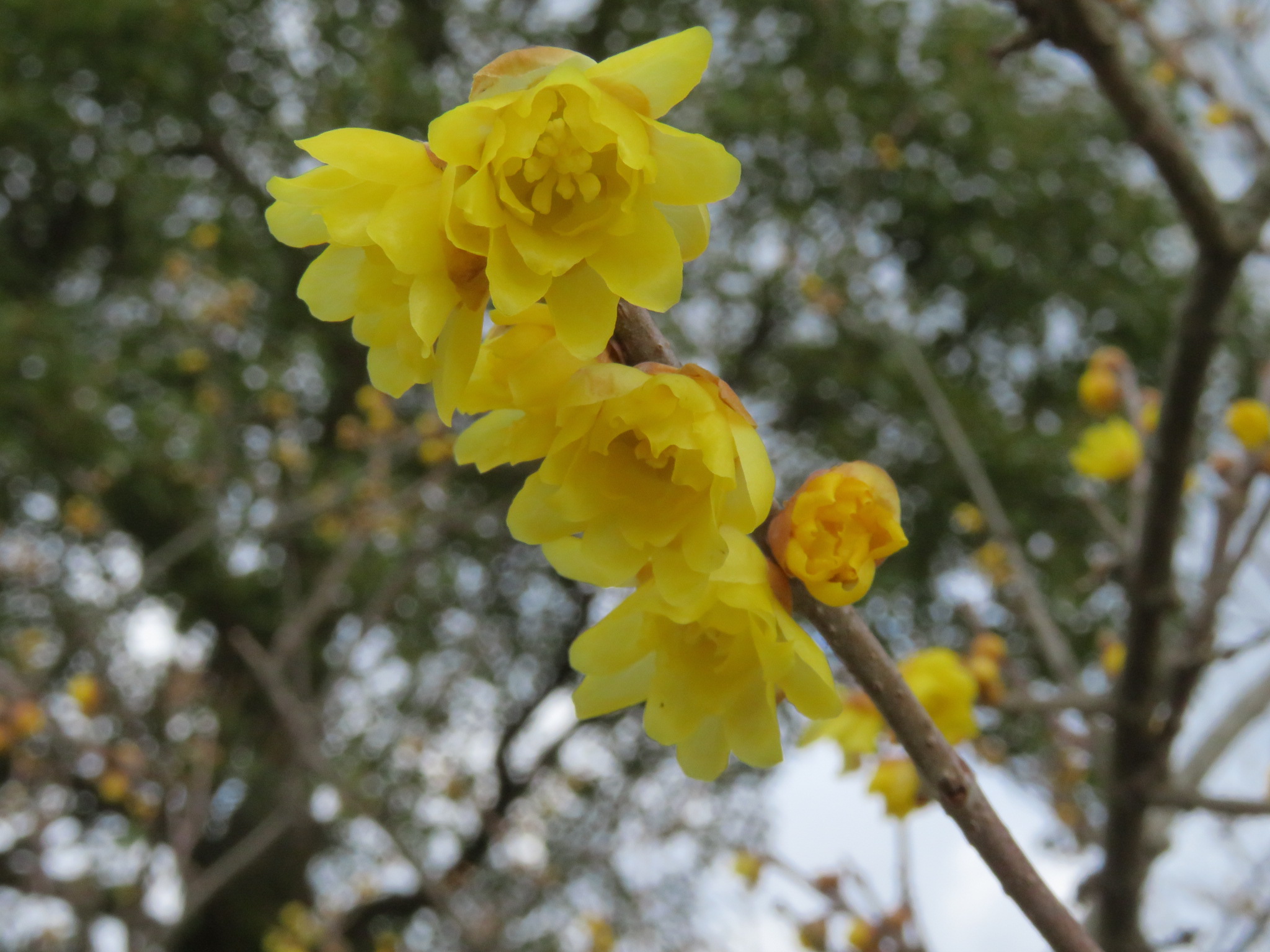 冬の植物観察 Manoさんの富山市の活動日記 Yamap ヤマップ