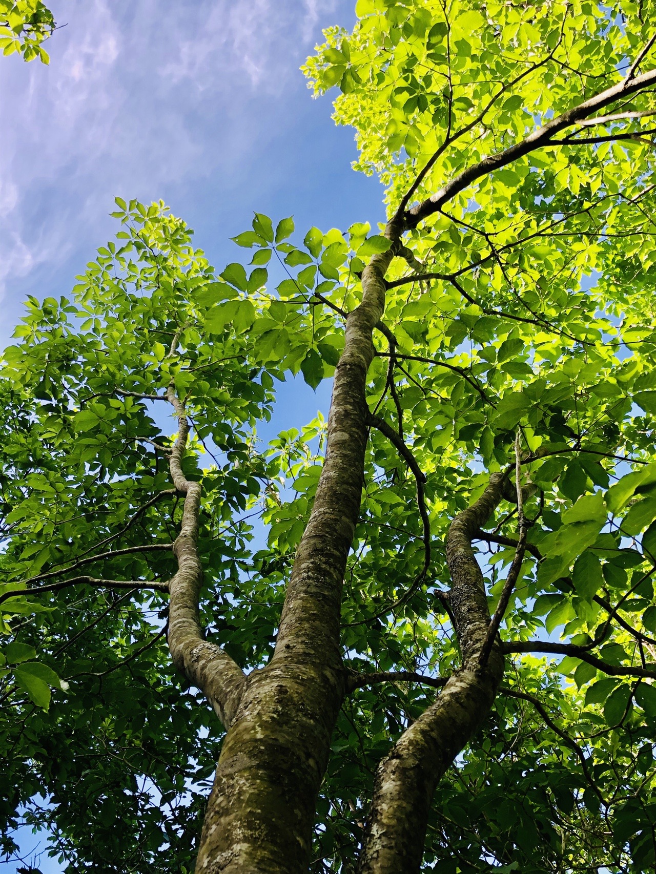 しゃくなげ色の空がみたい コロナなんかに負けてたまるか 登 人 Itc One さんの福地山の活動データ Yamap ヤマップ