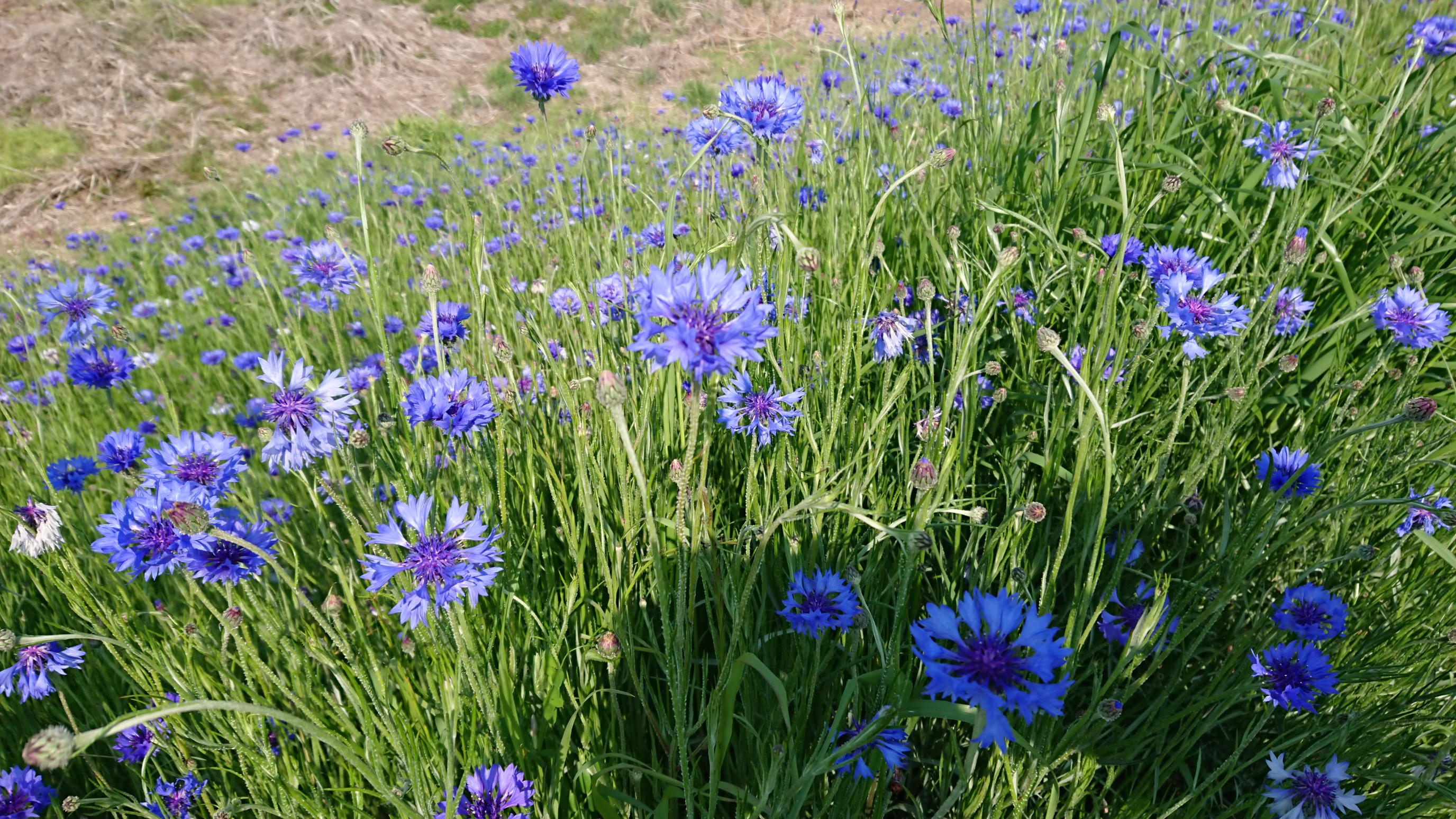 荒川 笛吹川 濁川ジョギング Mt 8ninさんの甲府市の活動日記 Yamap ヤマップ