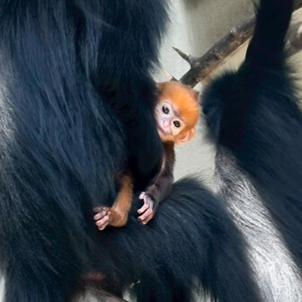 ちゃちゃたち。