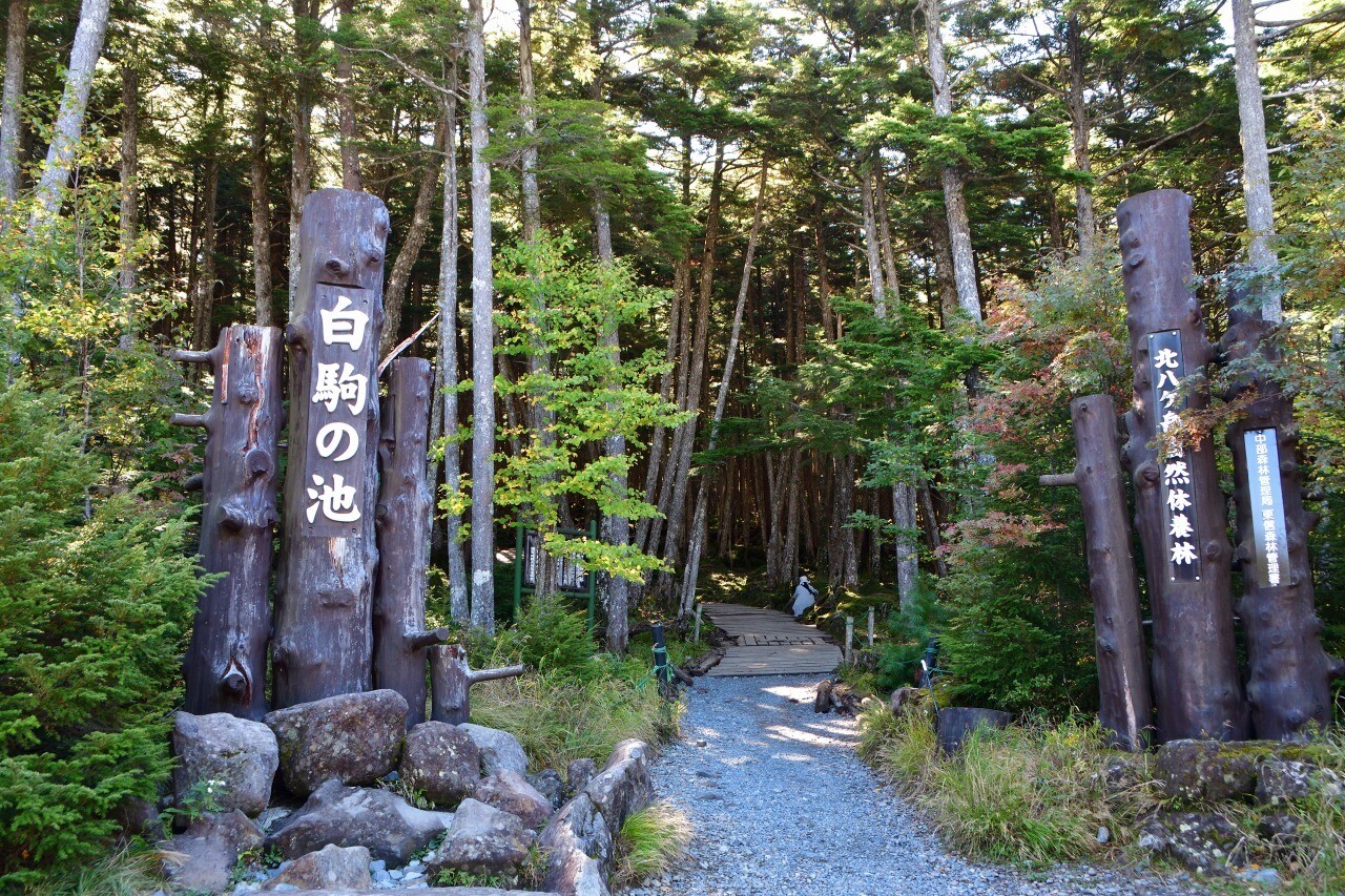 北八ヶ岳 白駒池から丸山と高見石 Kawauso さんの蓼科山 横岳 縞枯山の活動日記 Yamap ヤマップ