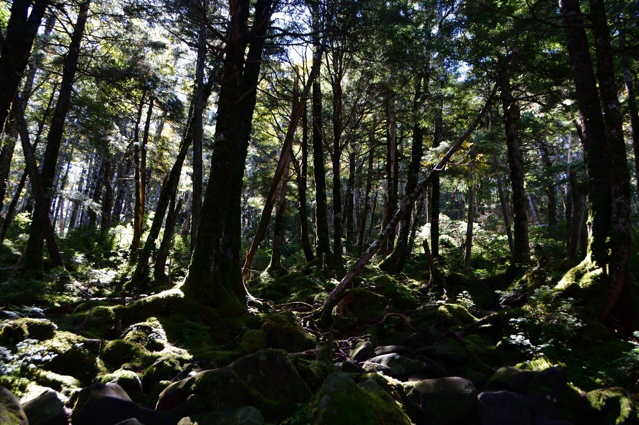 北八ヶ岳 白駒池から丸山と高見石 Kawauso さんの蓼科山 横岳 縞枯山の活動日記 Yamap ヤマップ