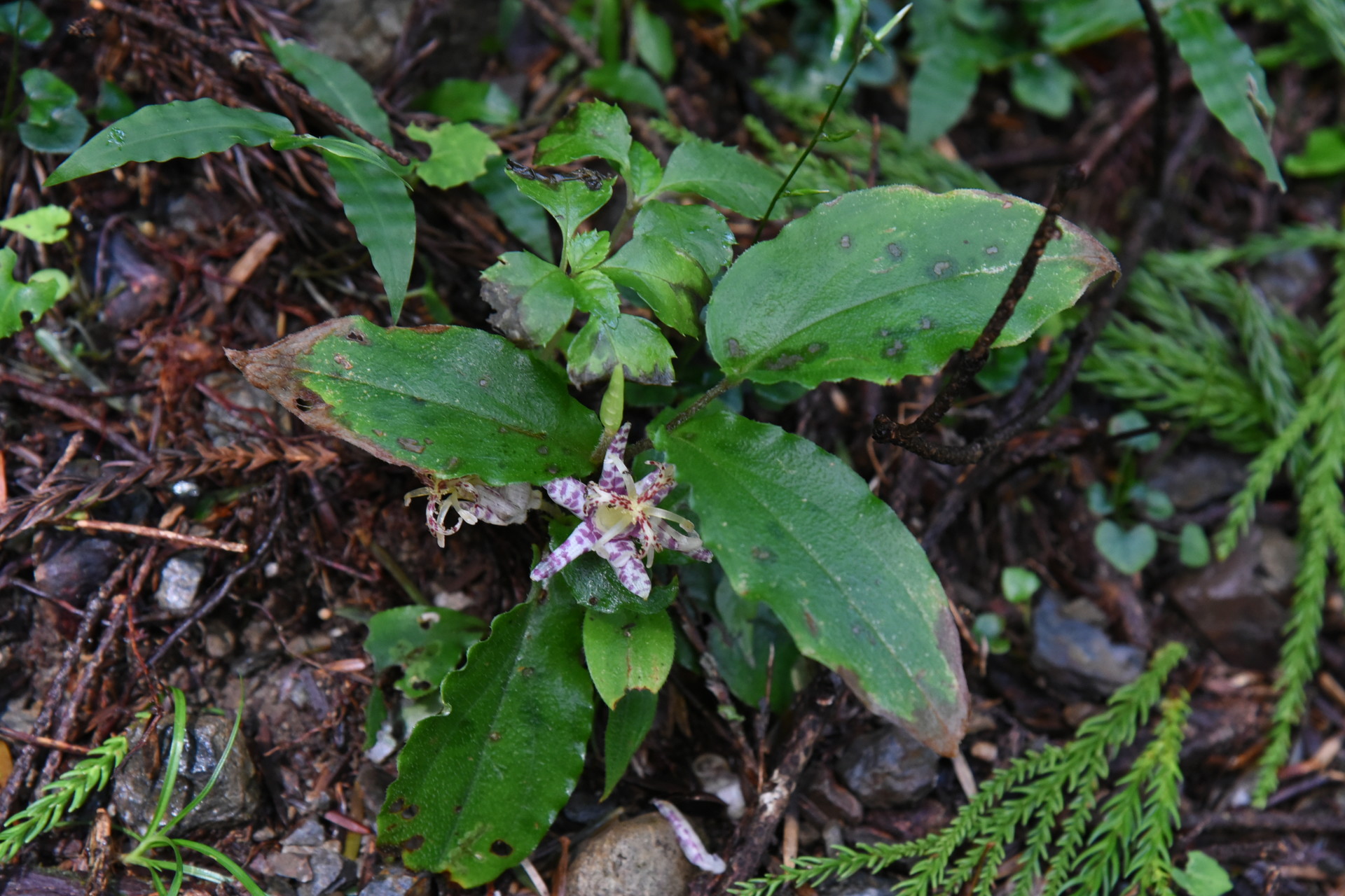 大無間山 野生のホトトギス？