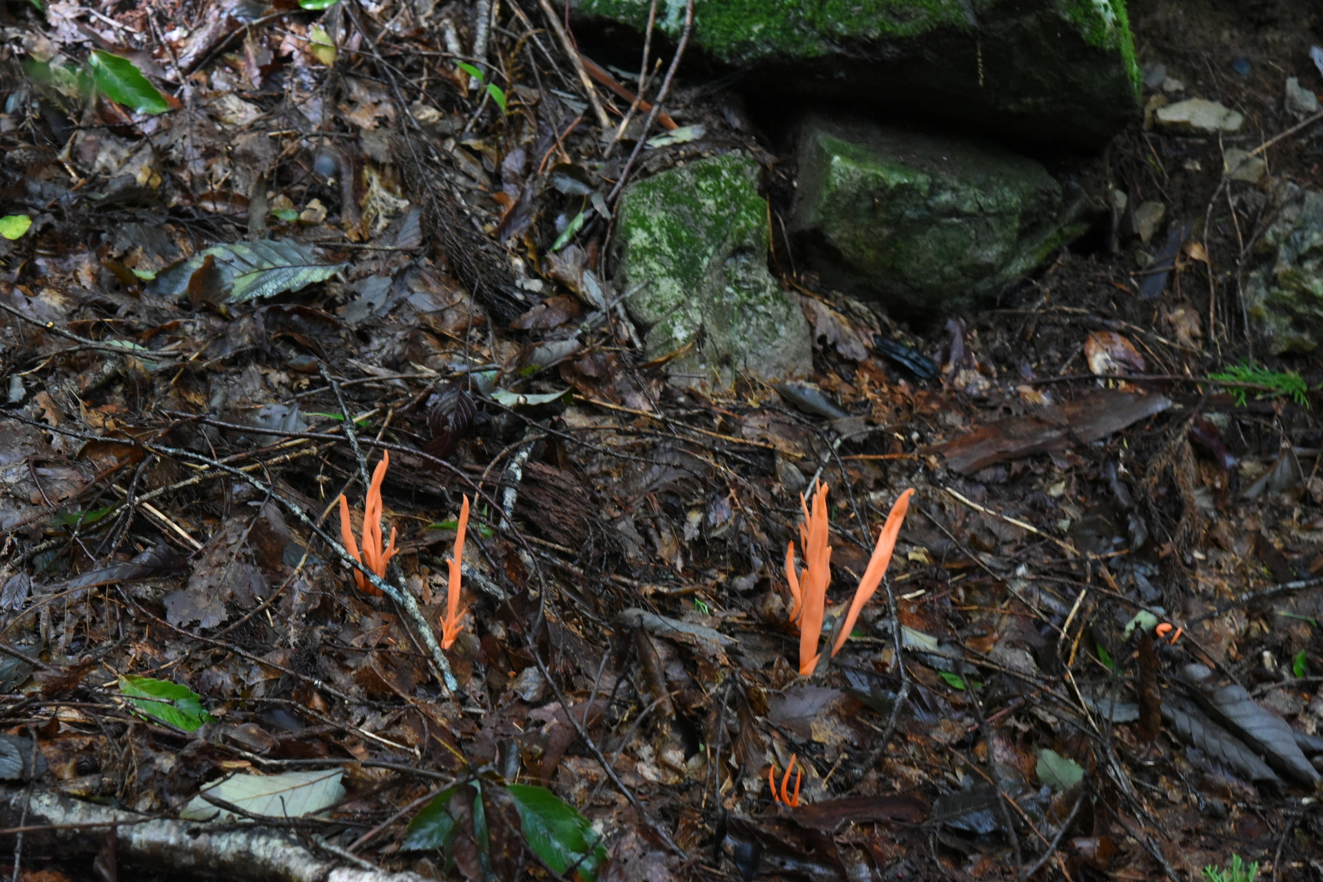 大無間山 カエンダケ。触るだけで皮膚が炎症を起こすという...
周辺にたくさん生えてました。初めて見ました。