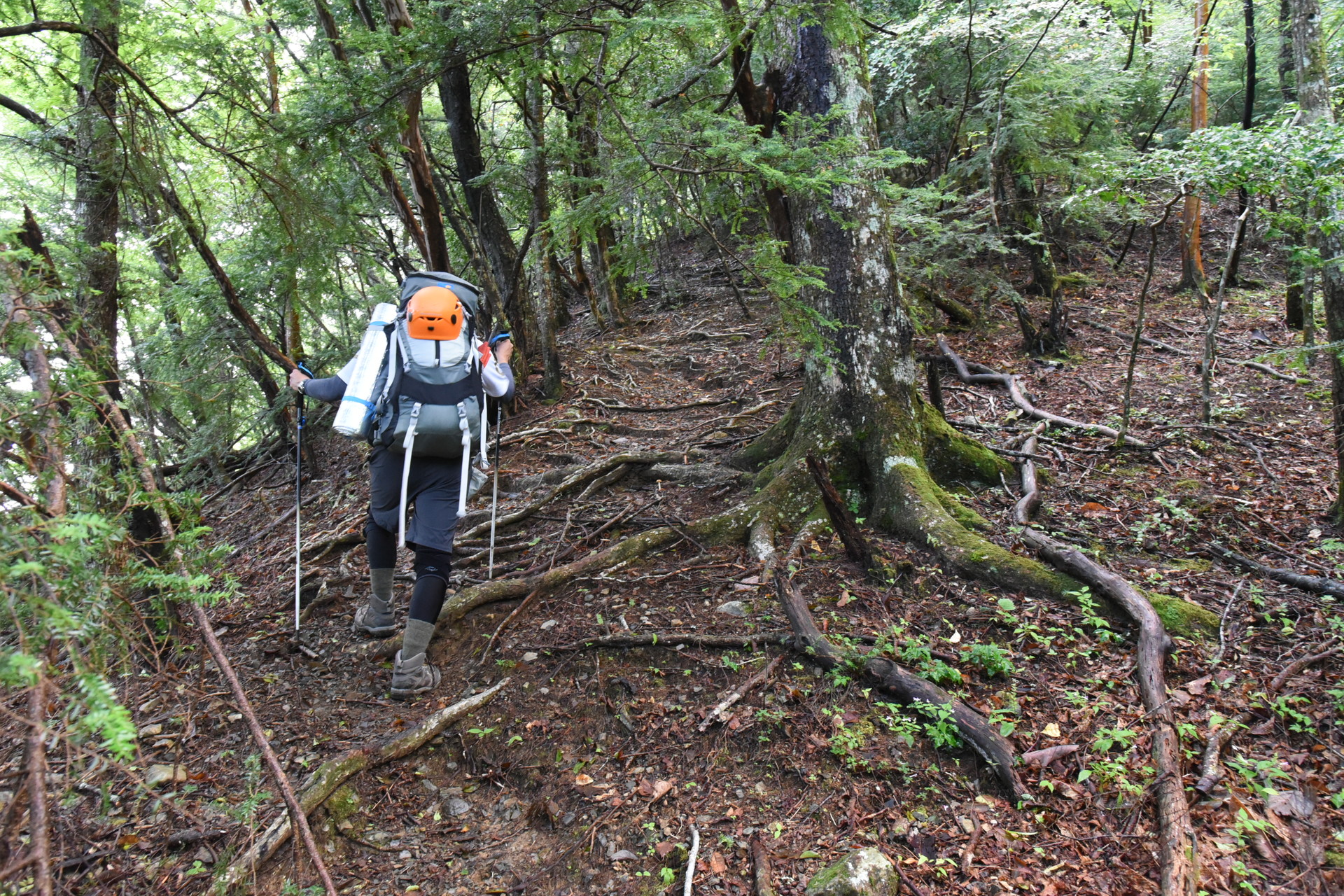 大無間山 杉林を抜け、広葉樹の森を歩きます。