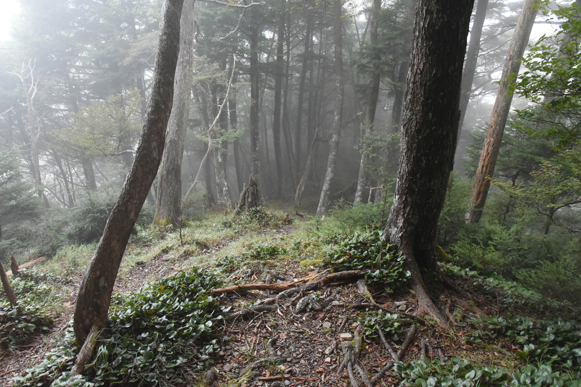 大無間山 朝は霧の中のスタート