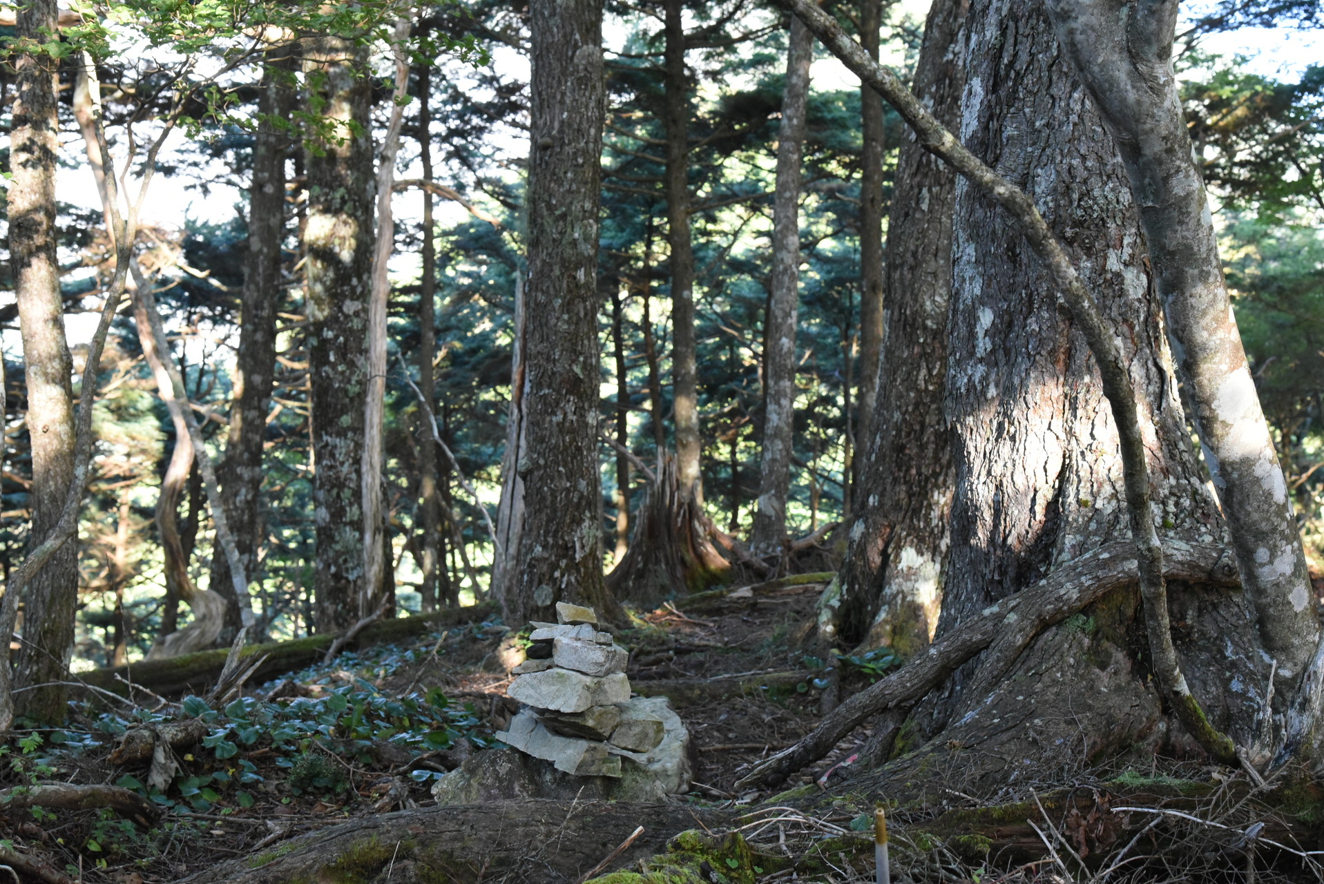 大無間山 鋸歯山頂。