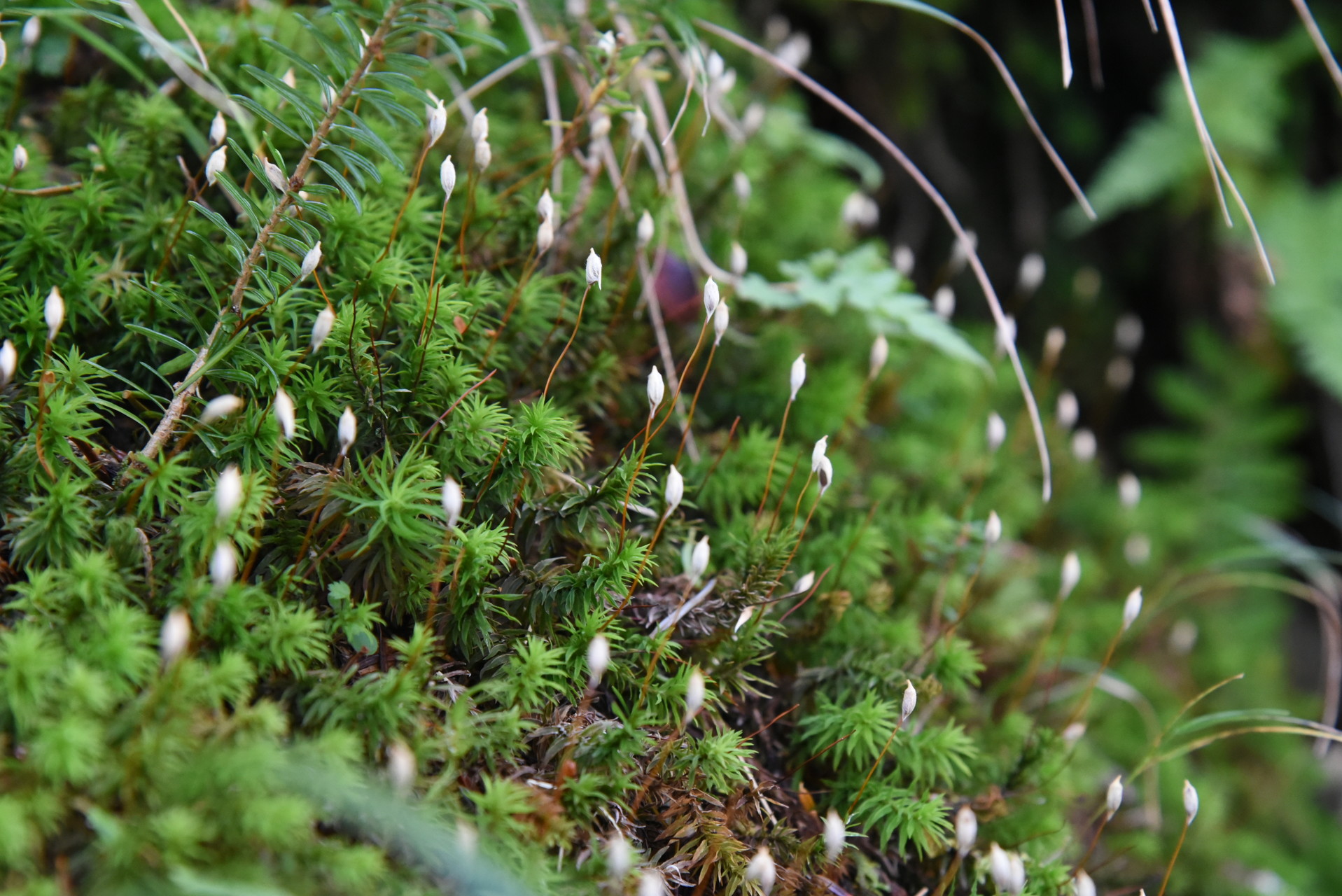 大無間山 崩落地から小無間山頂までの急登付近の苔。
もうすぐ胞子がでるのかしら