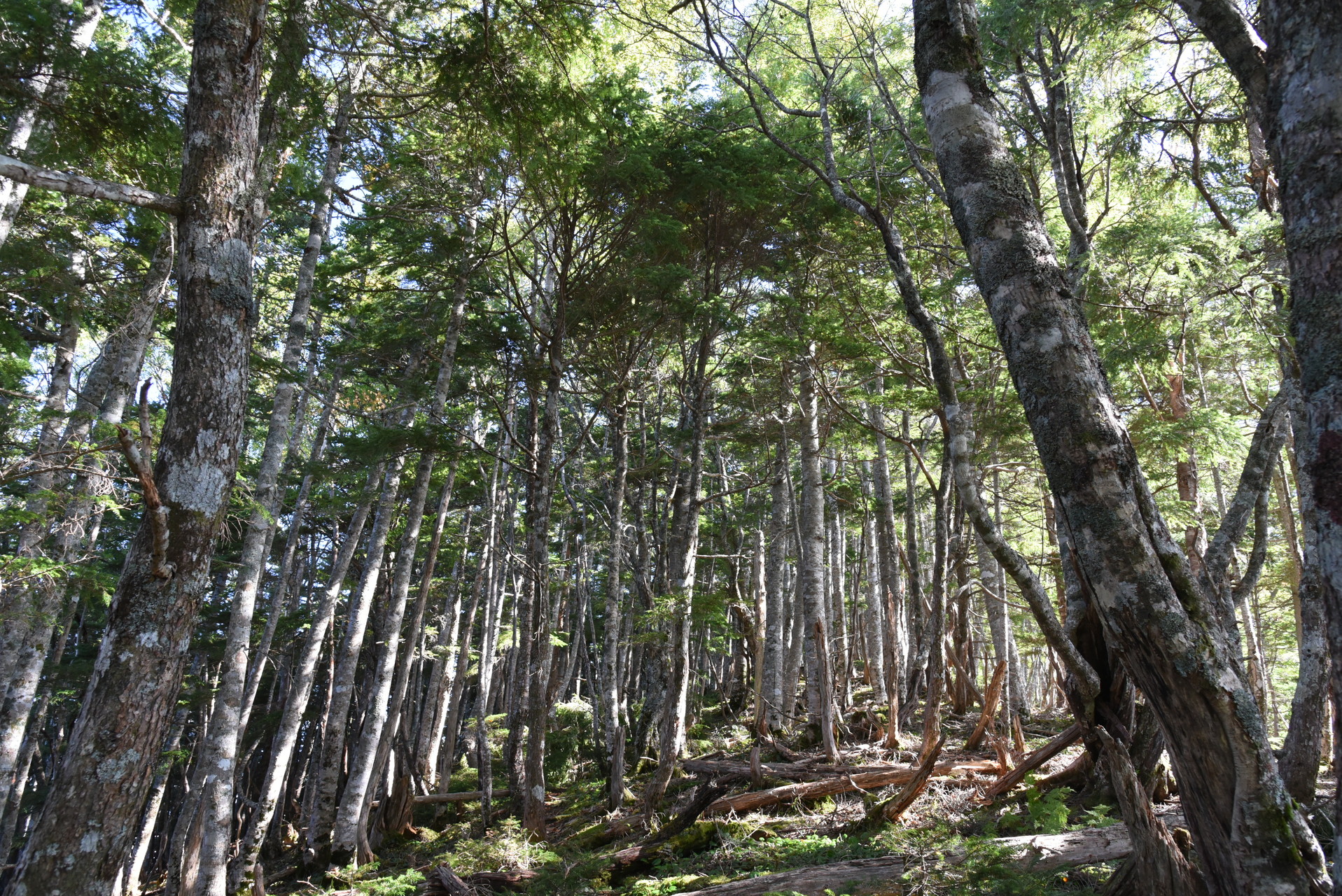 大無間山 シラビソの森を歩きます。