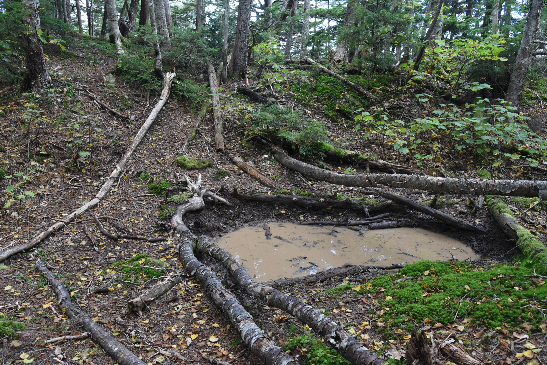 大無間山 ちょっとした平坦地があり、その最下部にヌタ場がありました。
おそらくイノシシ？それともシカ？の足跡が。