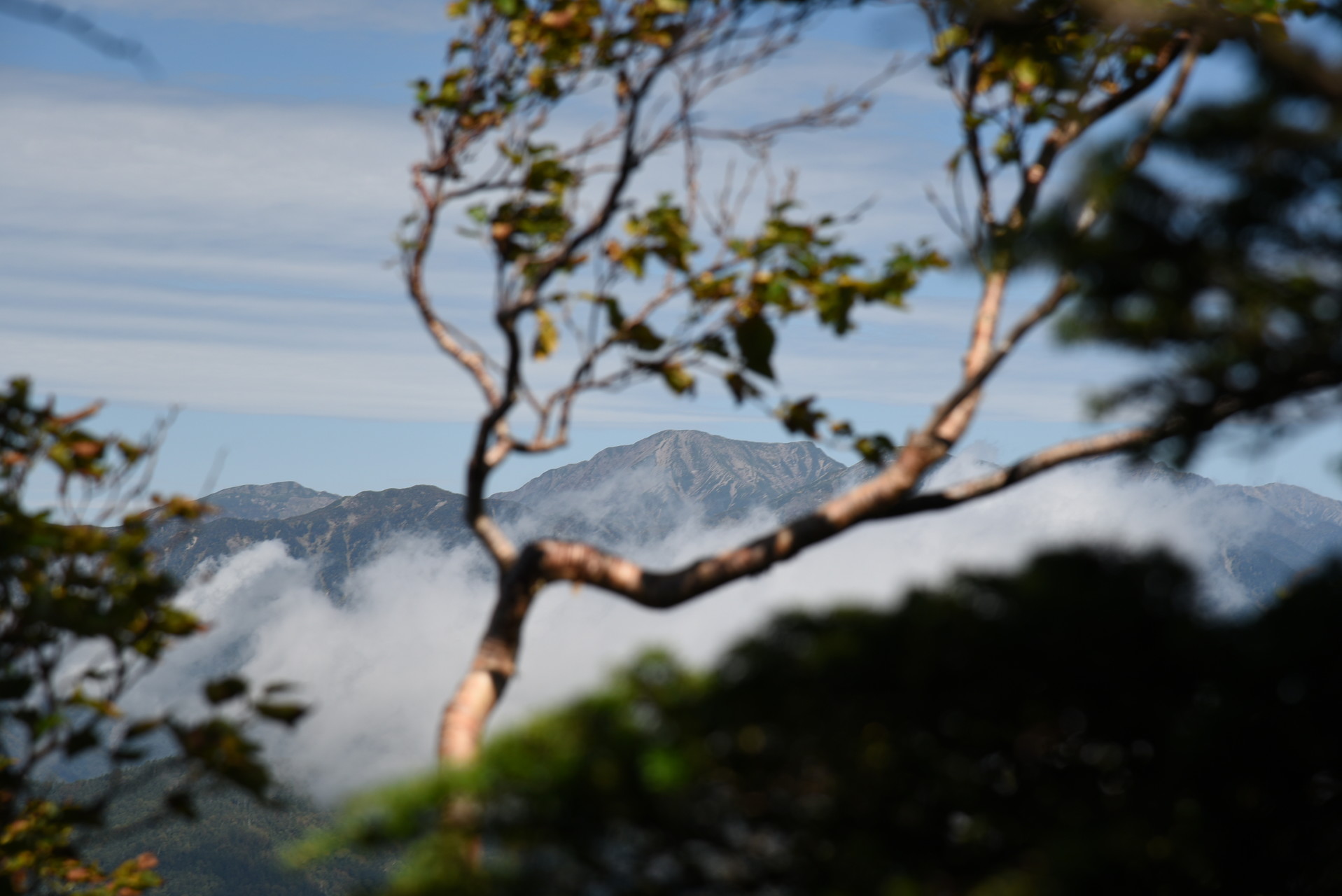 大無間山 木々の間から聖岳。