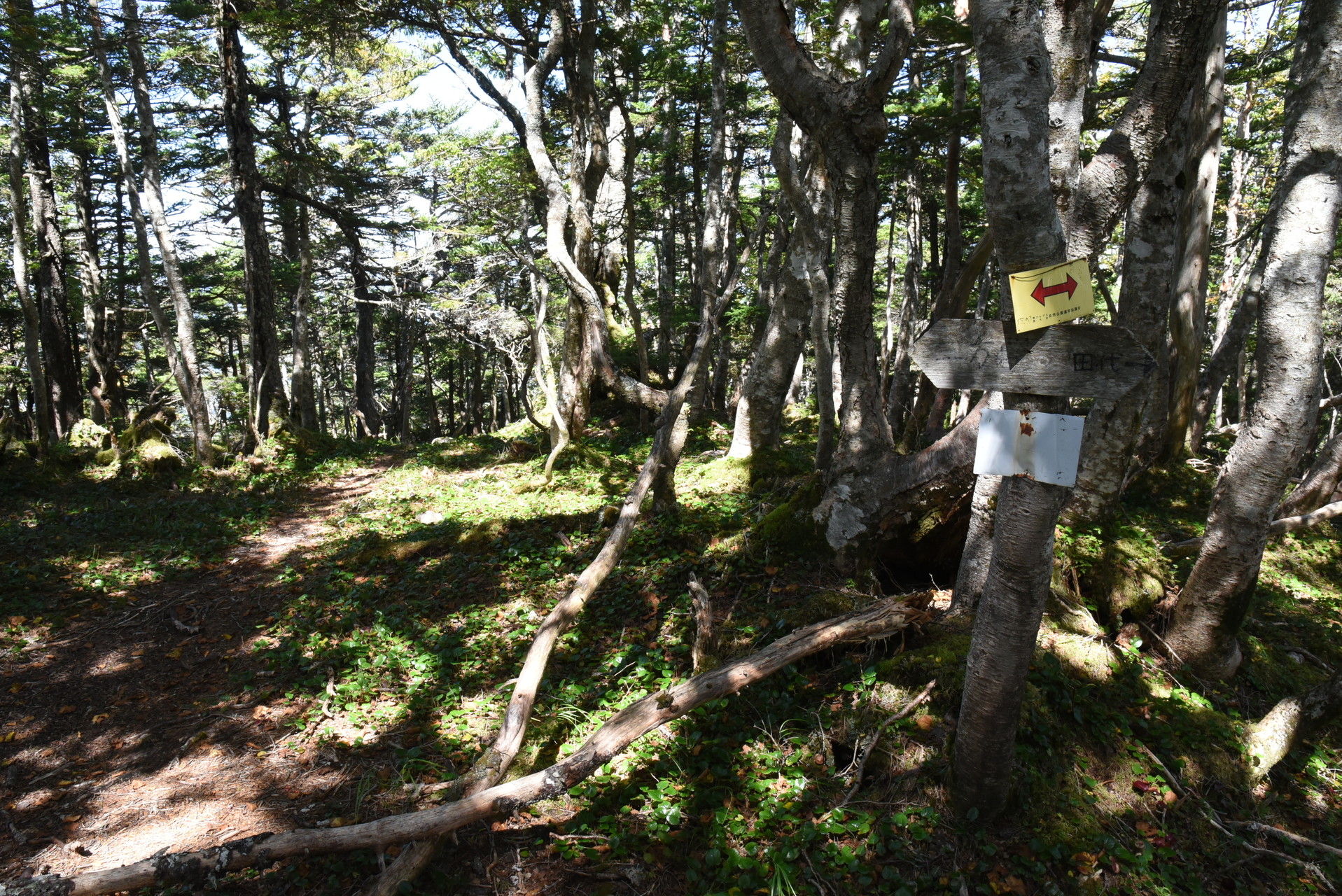 大無間山 ガイドブックによっては絶対に行ってはいけないという
寸又峡方面への道分岐。